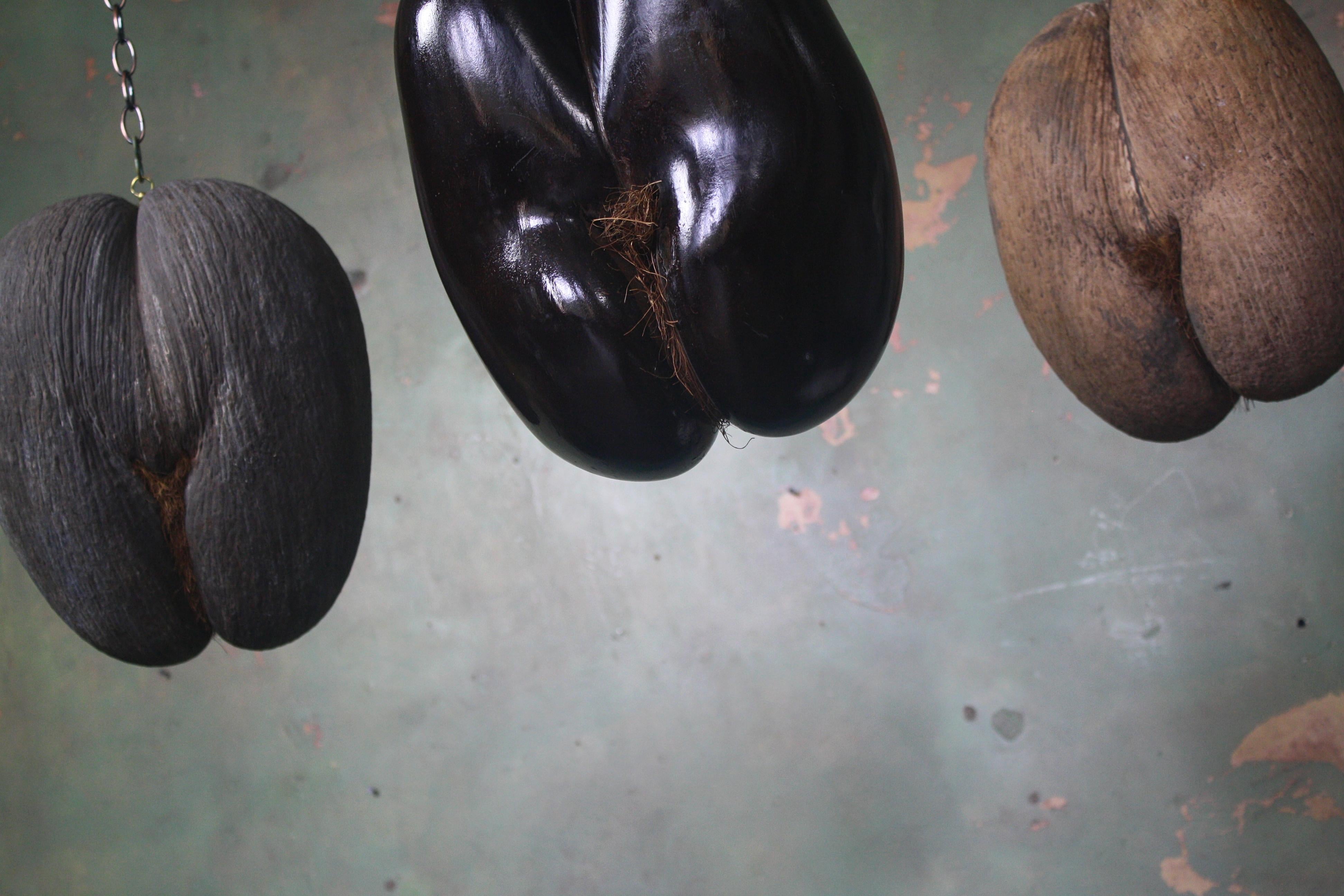 A trio of complete and large Coco De Mer's (Lodoicea maldivica), one of a polished finished, one light has a light ground and the other dark ground. Each have a brass top hook for hanging 

these nuts have many alias, commonly known as the sea