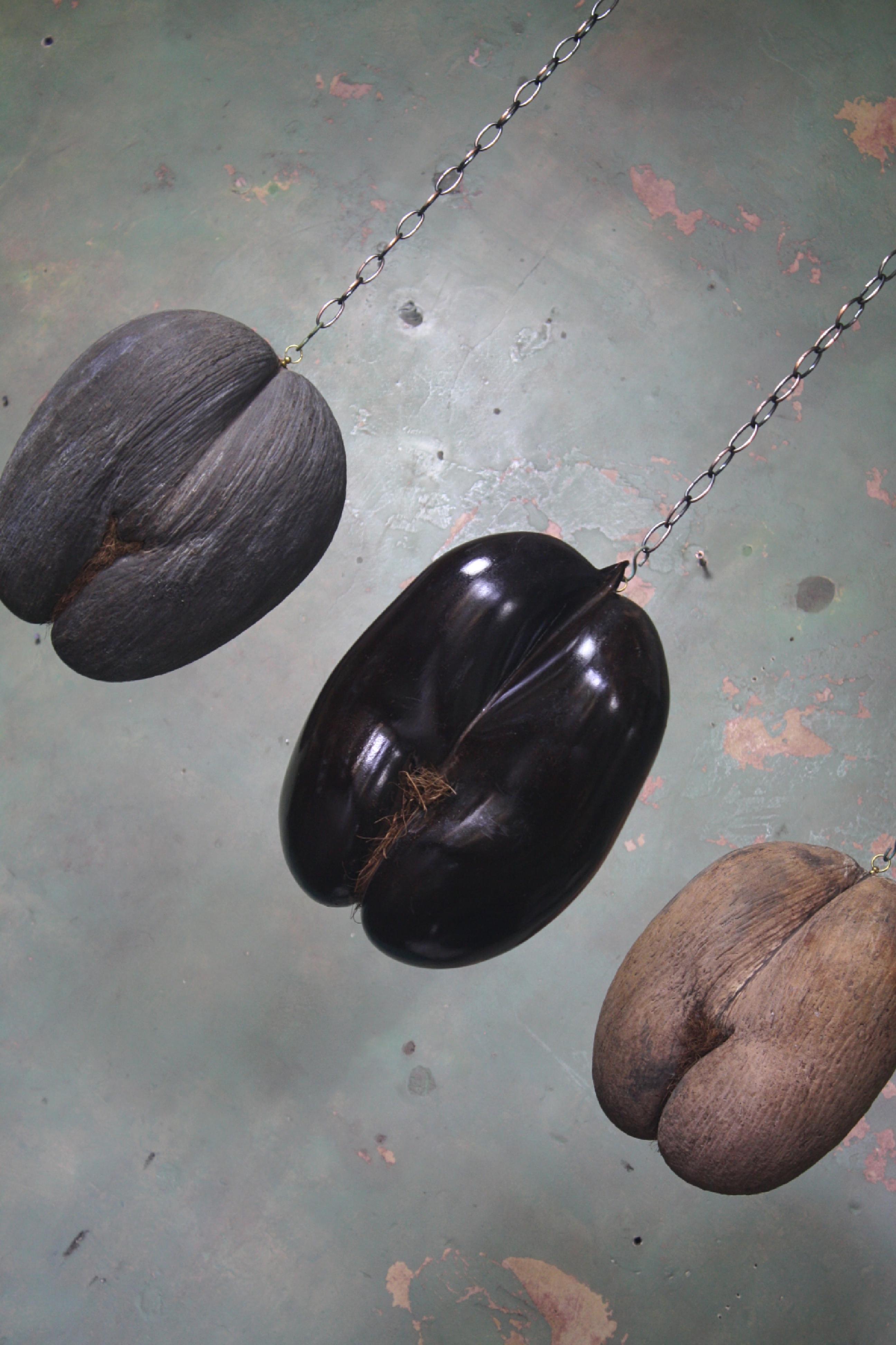 Late Victorian 19th Century Trio of Large Coco De Mer Tropical Sea Nut, Lodoicea Maldivica