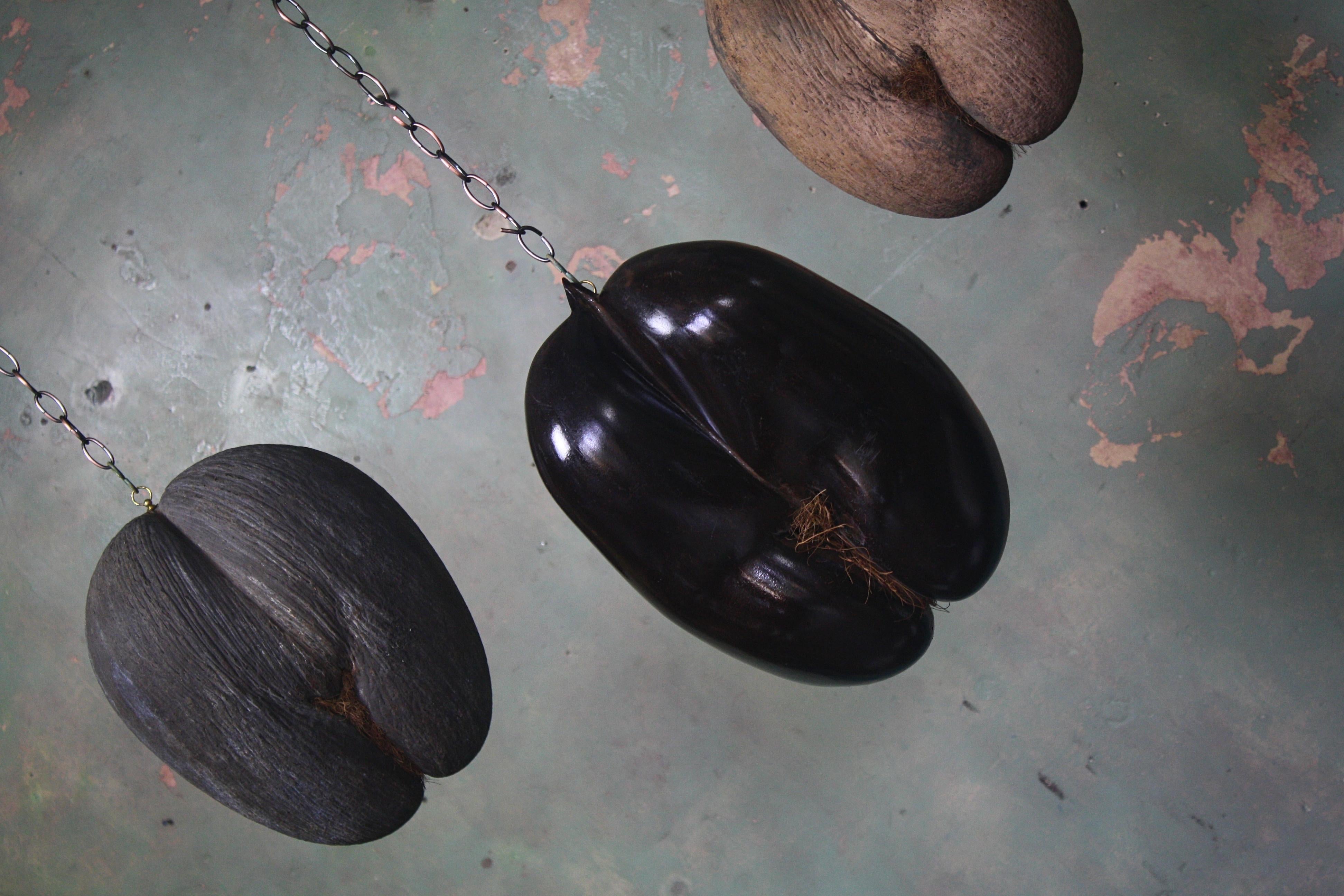 19th Century Trio of Large Coco De Mer Tropical Sea Nut, Lodoicea Maldivica In Good Condition In Lowestoft, GB