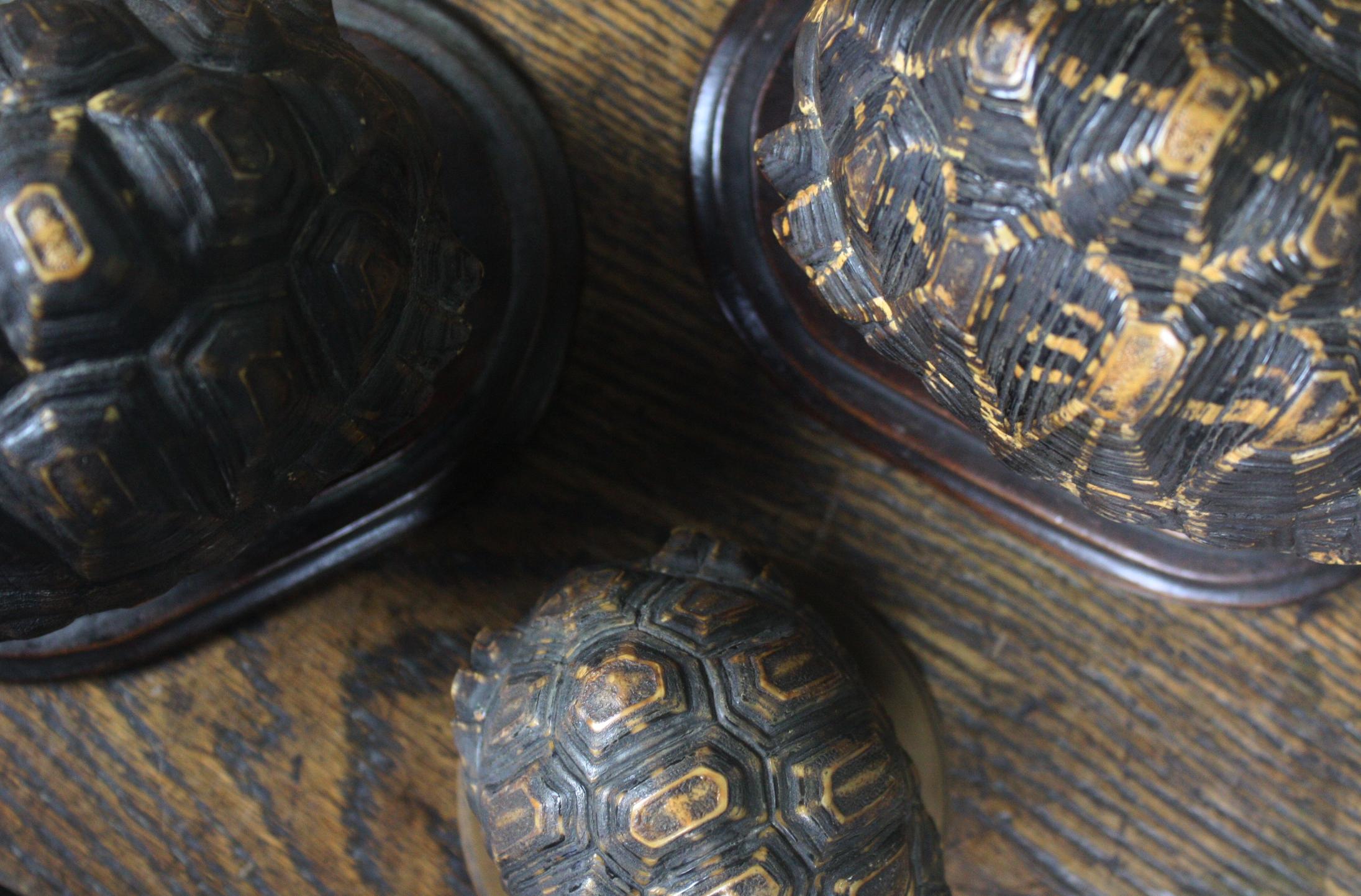 19th Century Trio of Tortoise Specimens Taxidermy Victorian Curiosity 3