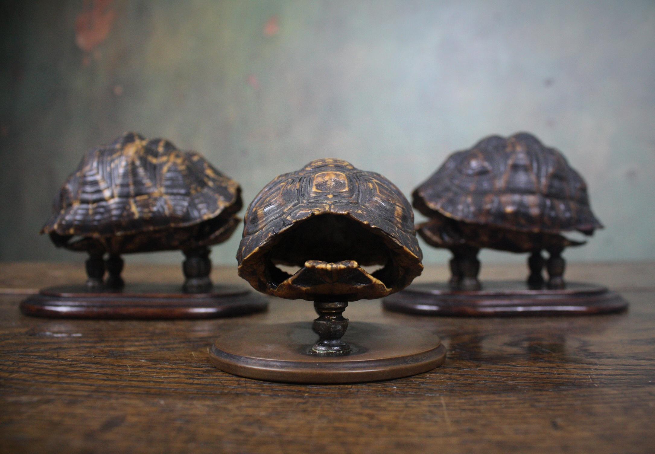 Late Victorian 19th Century Trio of Tortoise Specimens Taxidermy Victorian Curiosity
