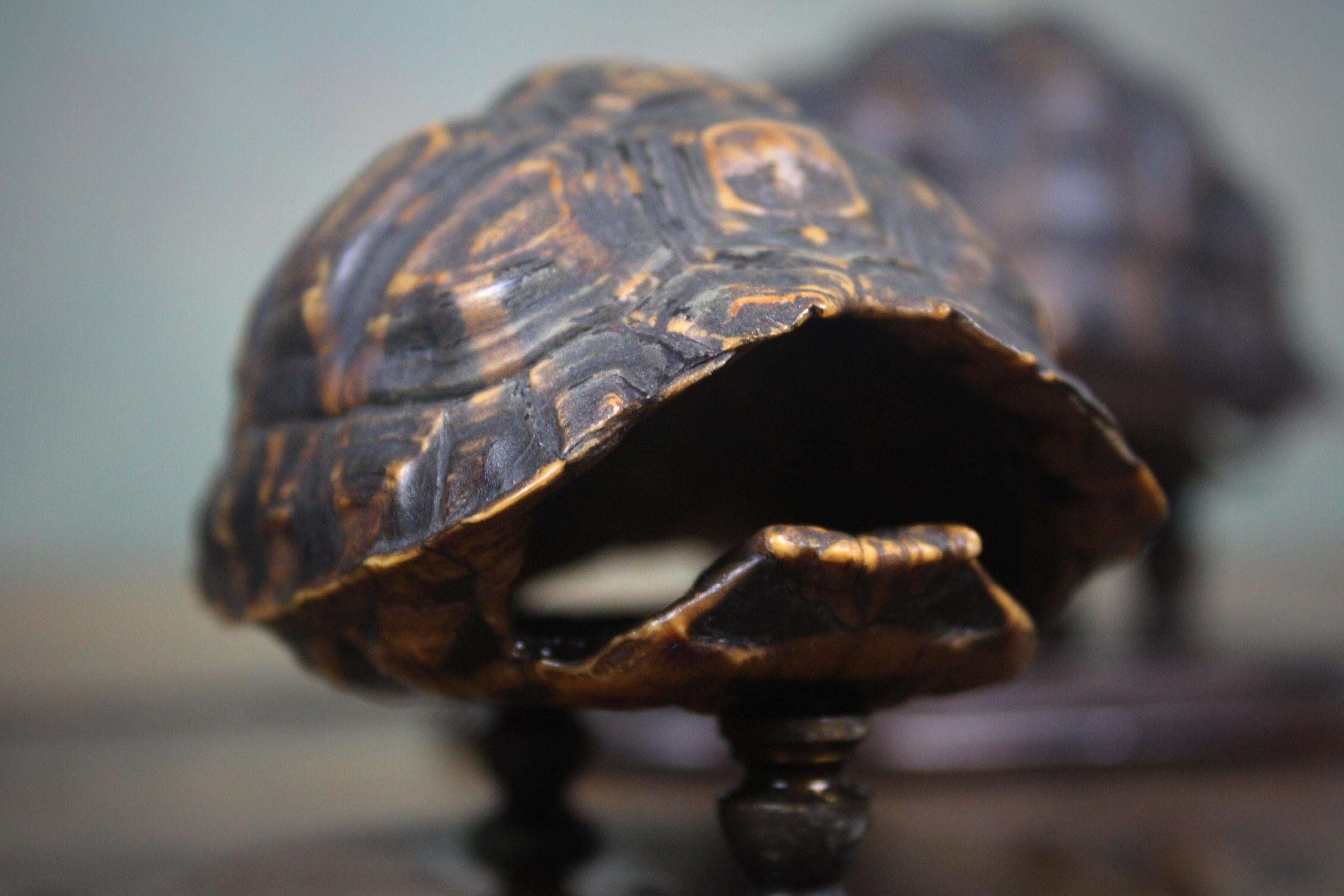 English 19th Century Trio of Tortoise Specimens Taxidermy Victorian Curiosity