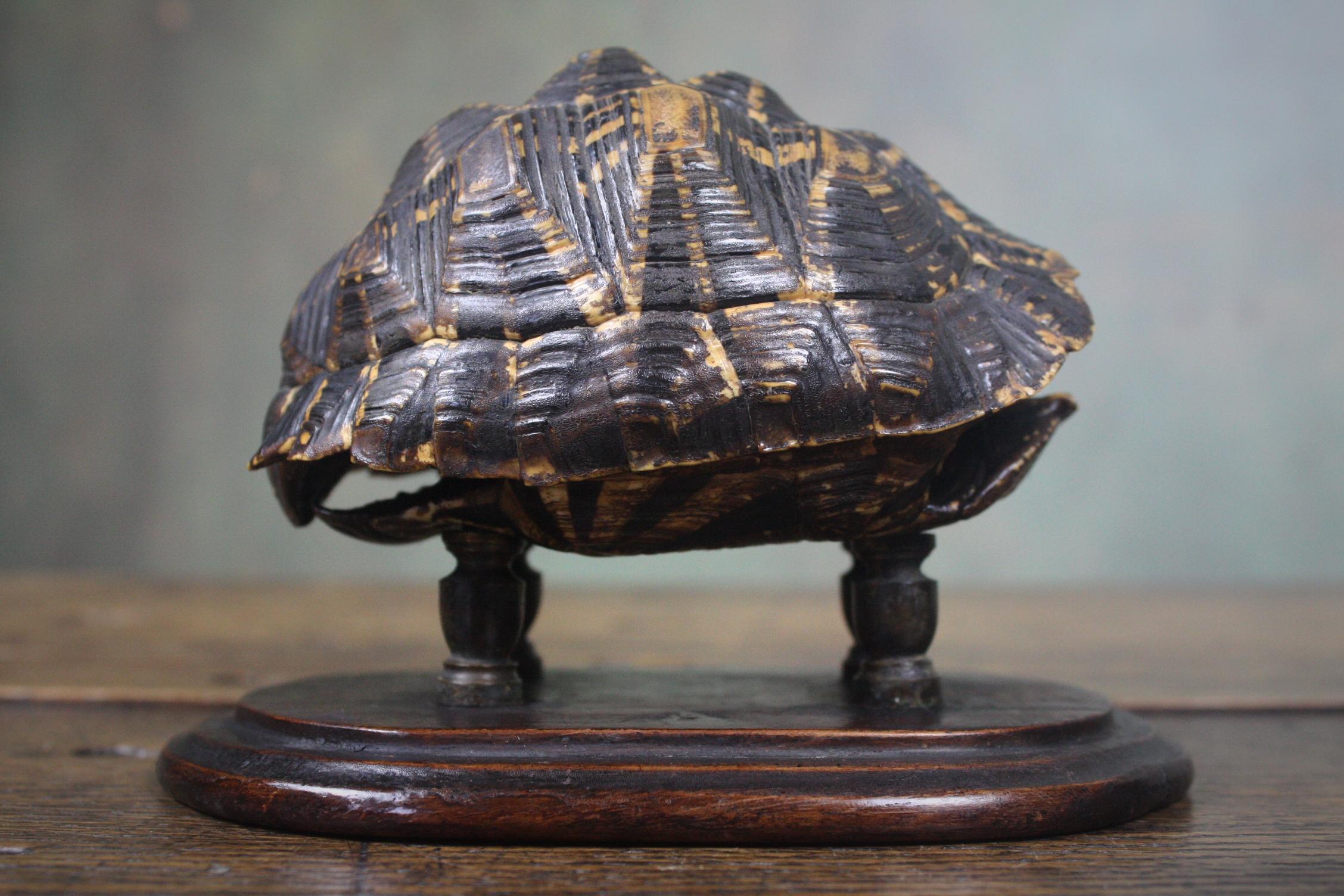 Turned 19th Century Trio of Tortoise Specimens Taxidermy Victorian Curiosity