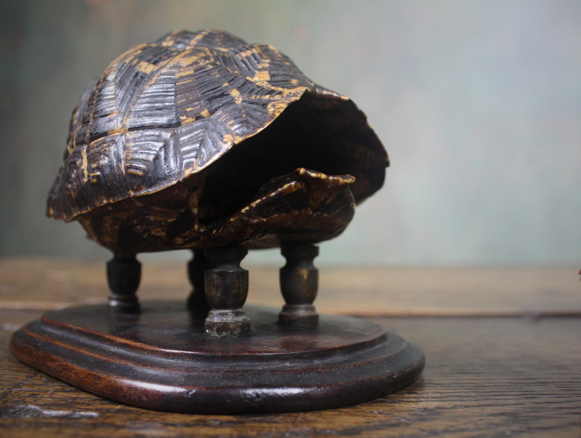 Brass 19th Century Trio of Tortoise Specimens Taxidermy Victorian Curiosity