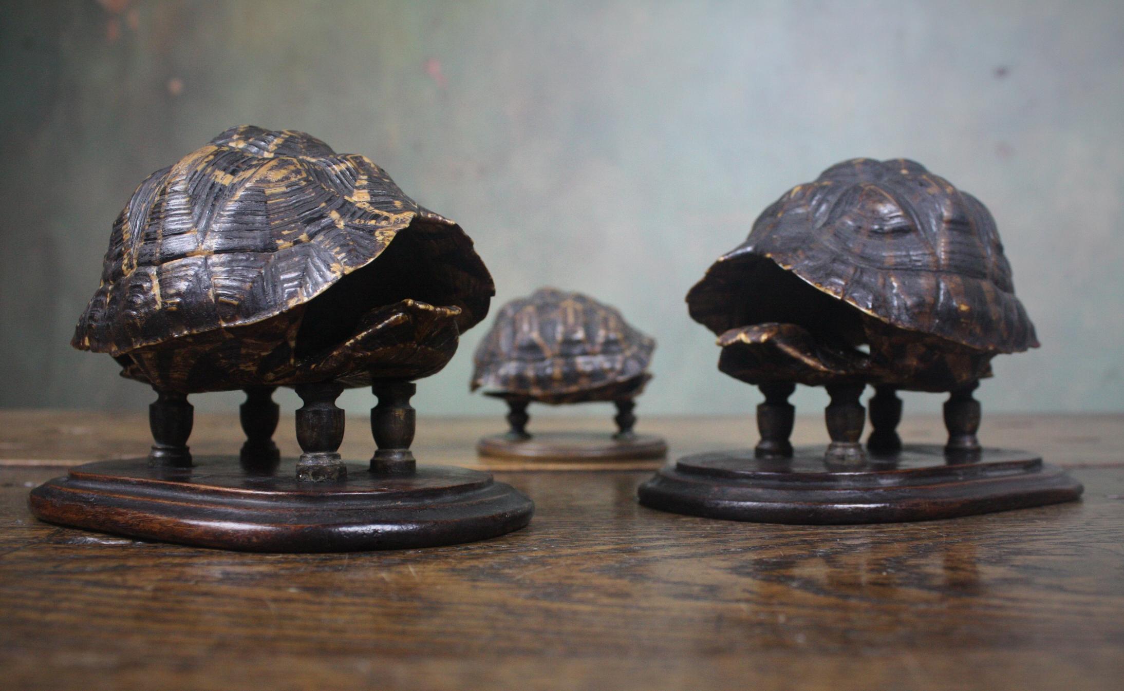 19th Century Trio of Tortoise Specimens Taxidermy Victorian Curiosity 1