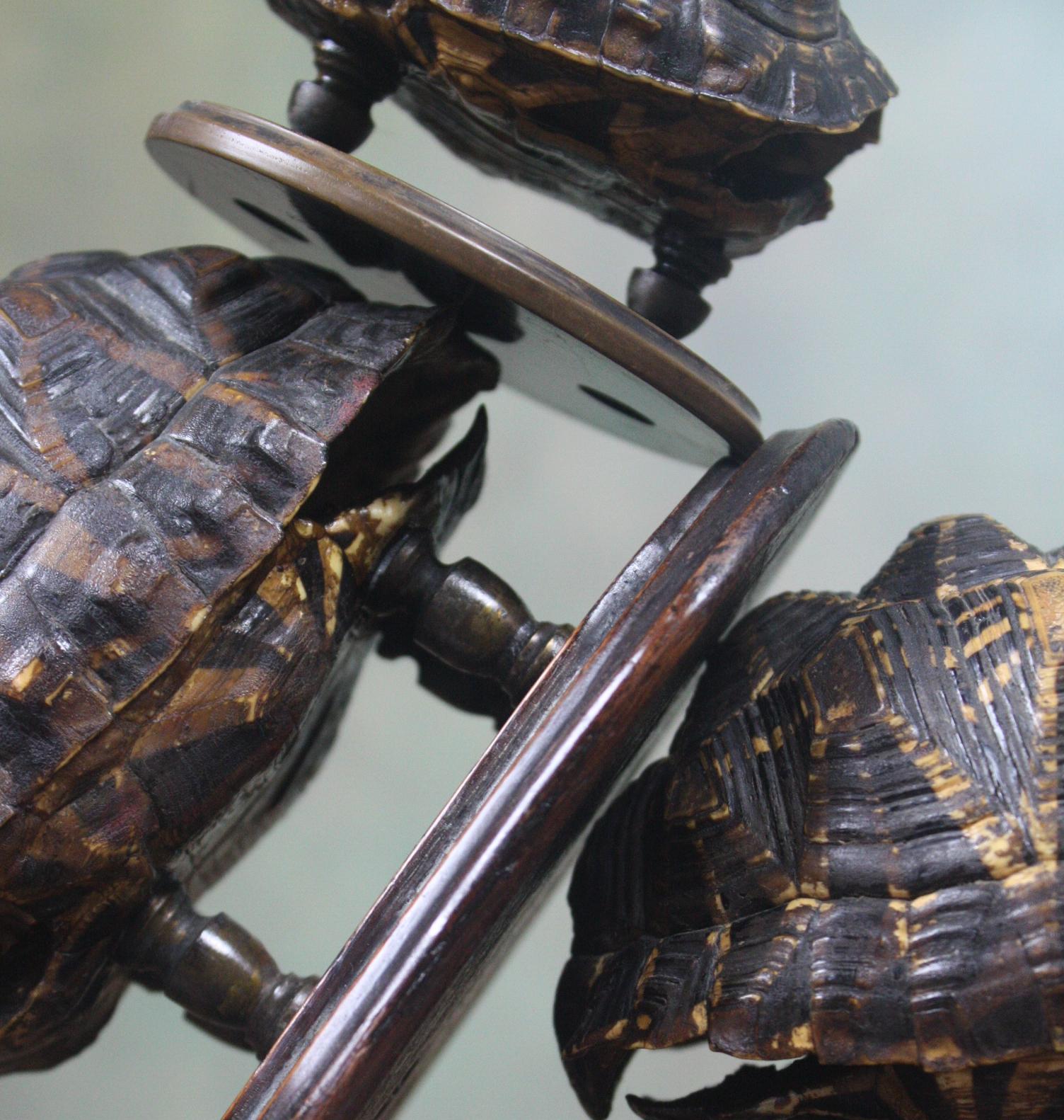 Lovely collection of tortoise specimens, on turned brass mounts with oak bases, the larger two sit on oak bases, the smaller example sits on a later Bakelite base, circa 1890

2 x 13cm in height/15.5cm in width at base/11cm in depth at base 

1