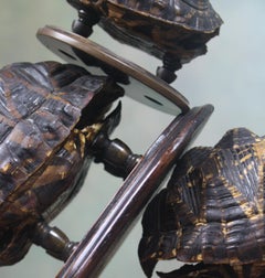 19th Century Trio of Tortoise Specimens Taxidermy Victorian Curiosity