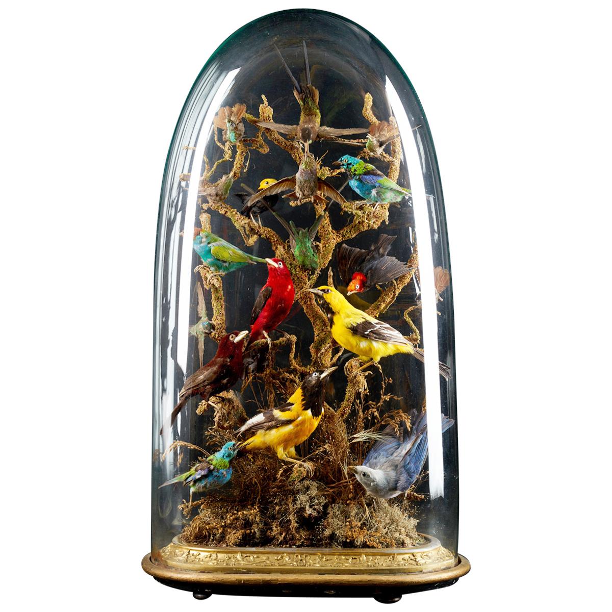 19th Century, United Kingdom, Victorian Dome Filled with 15 Exotic Birds