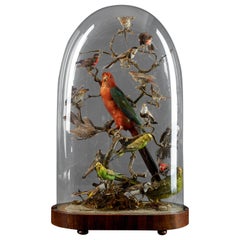 19th Century, United Kingdom, Victorian Dome Filled with 19 Exotic Birds