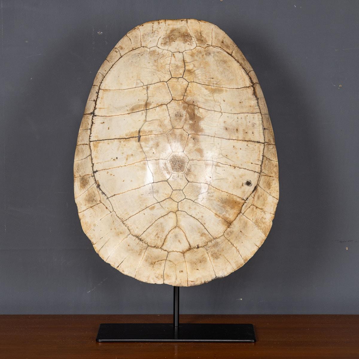 Antique late-19th Century “blond” turtle shell. These turtle shells were South American river turtles and would be captured to take on board the merchant ships of the 19th century.

CONDITION
In Great Condition - Superb white glossy patination,
