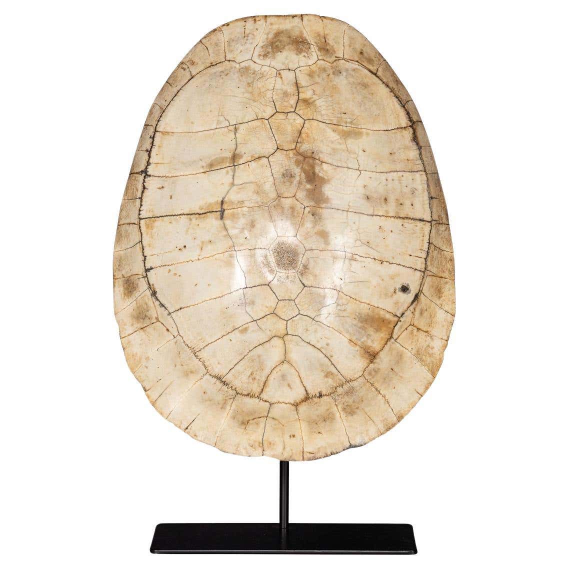 Turtle Shell Stands 19th Century Victorian