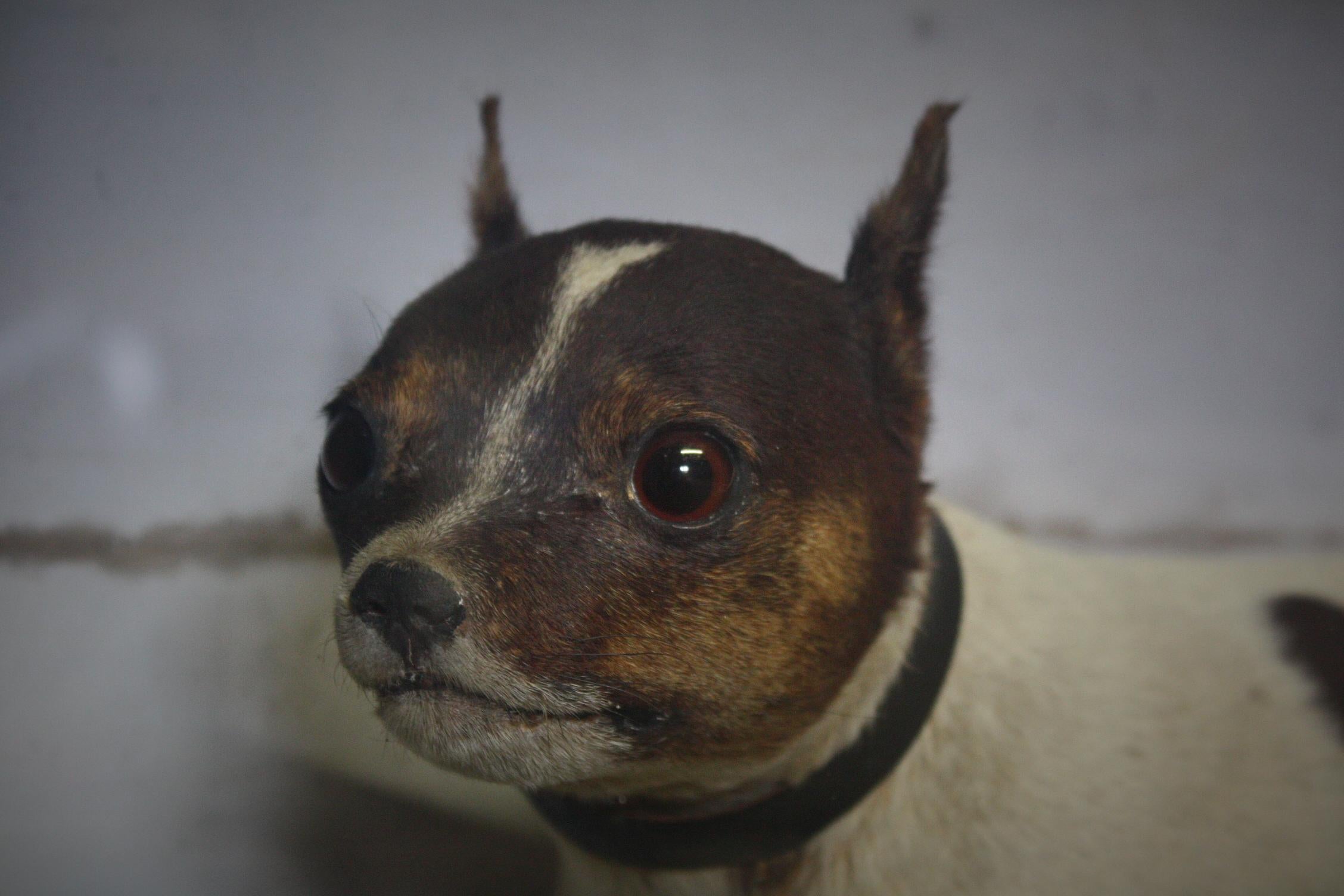 A cased and glazed rat terrier, English late Victorian in age. The dog sits on a green textured ground with its original hand colored back drop. There is a small tear to the dogs body under his head, and there is a visible crack in his hide above