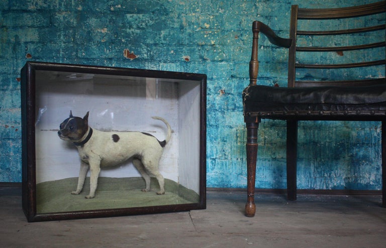 19th Century Victorian Cased "The Rat Catcher" Taxidermy Rat Terrier