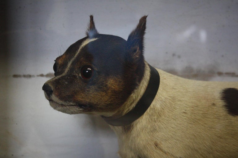 19th Century Victorian Cased "The Rat Catcher" Taxidermy Rat Terrier