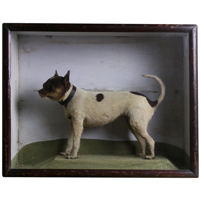 19th Century Victorian Cased "The Rat Catcher" Taxidermy Rat Terrier