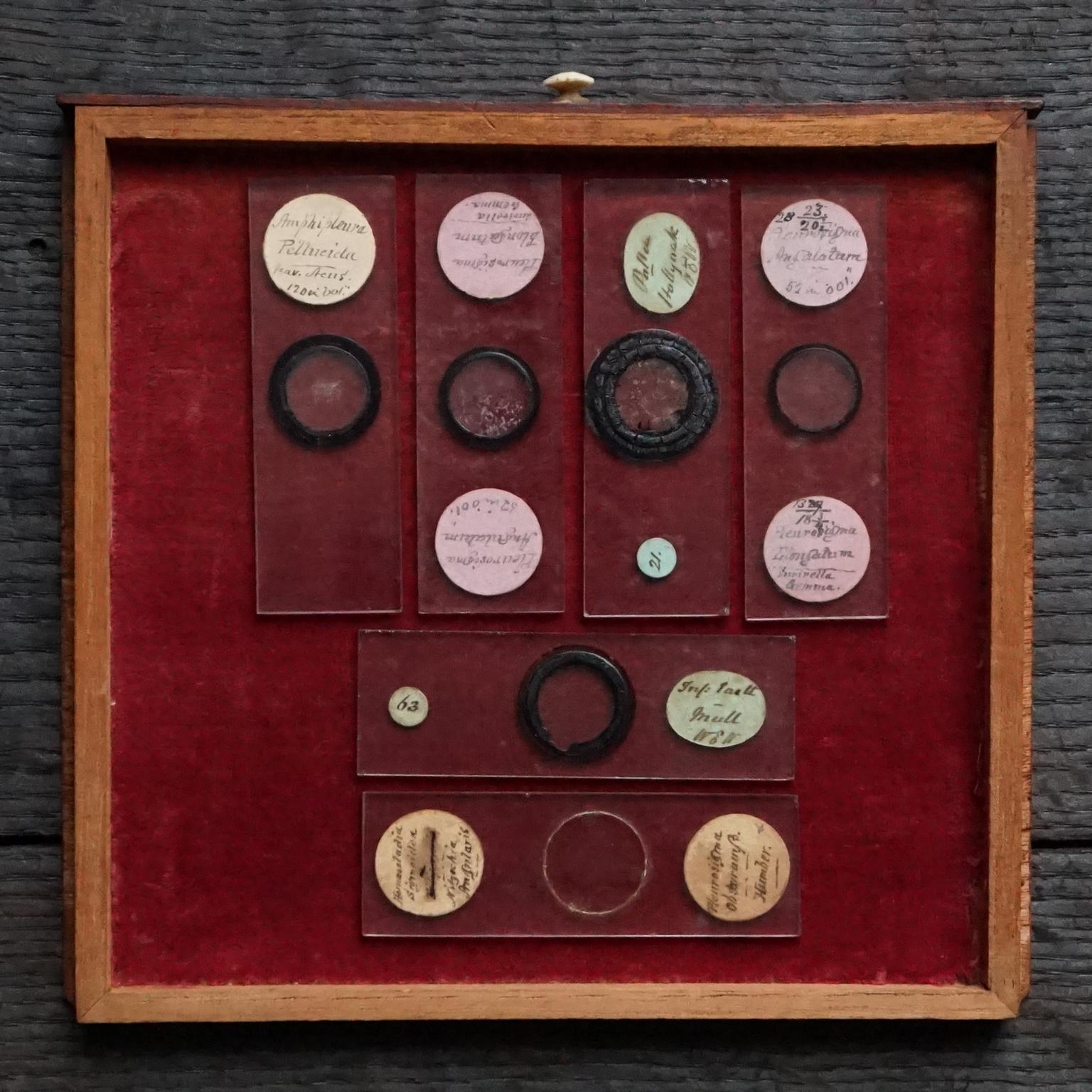19th Century Victorian Mahogany Microscope Slide Cabinet, 12 Drawers, 72 Slides 11