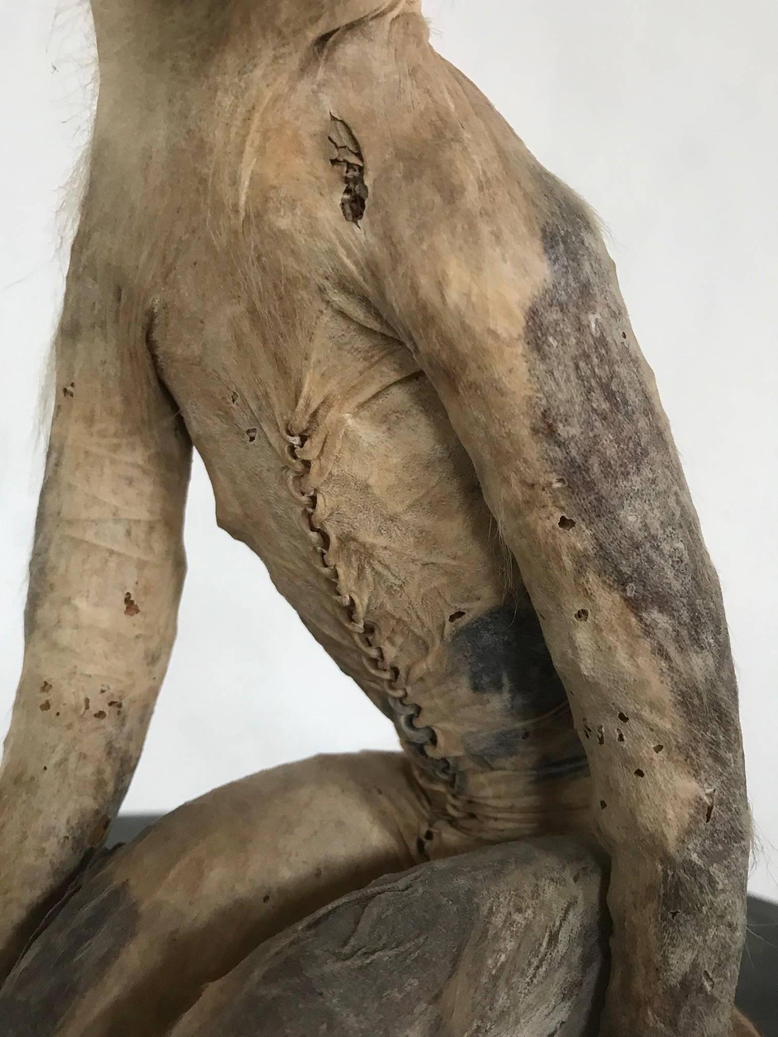 taxidermy monkey