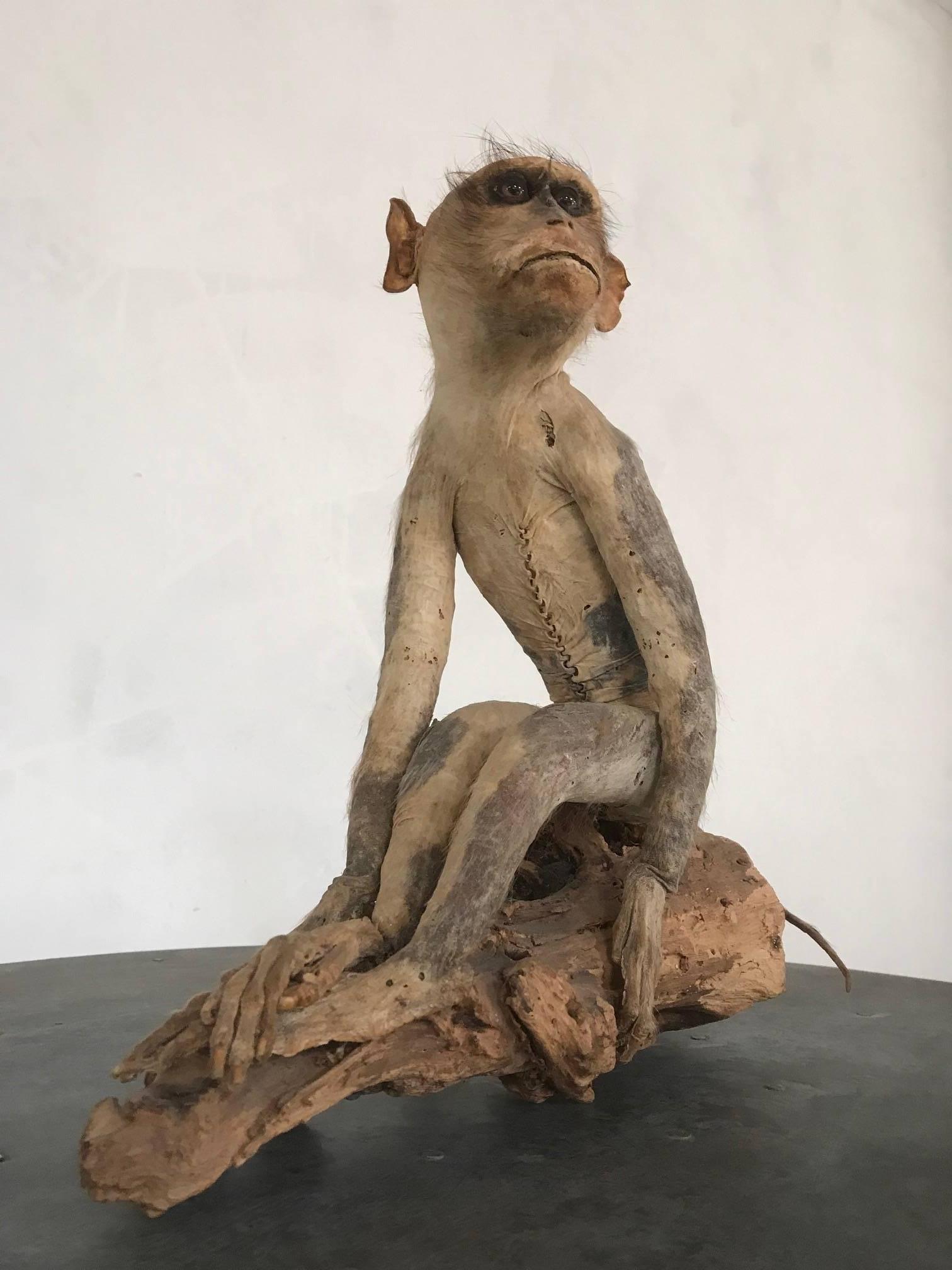 English 19th Century Victorian Stuffed Macaque Monkey Taxidermy Collectible Curiosity