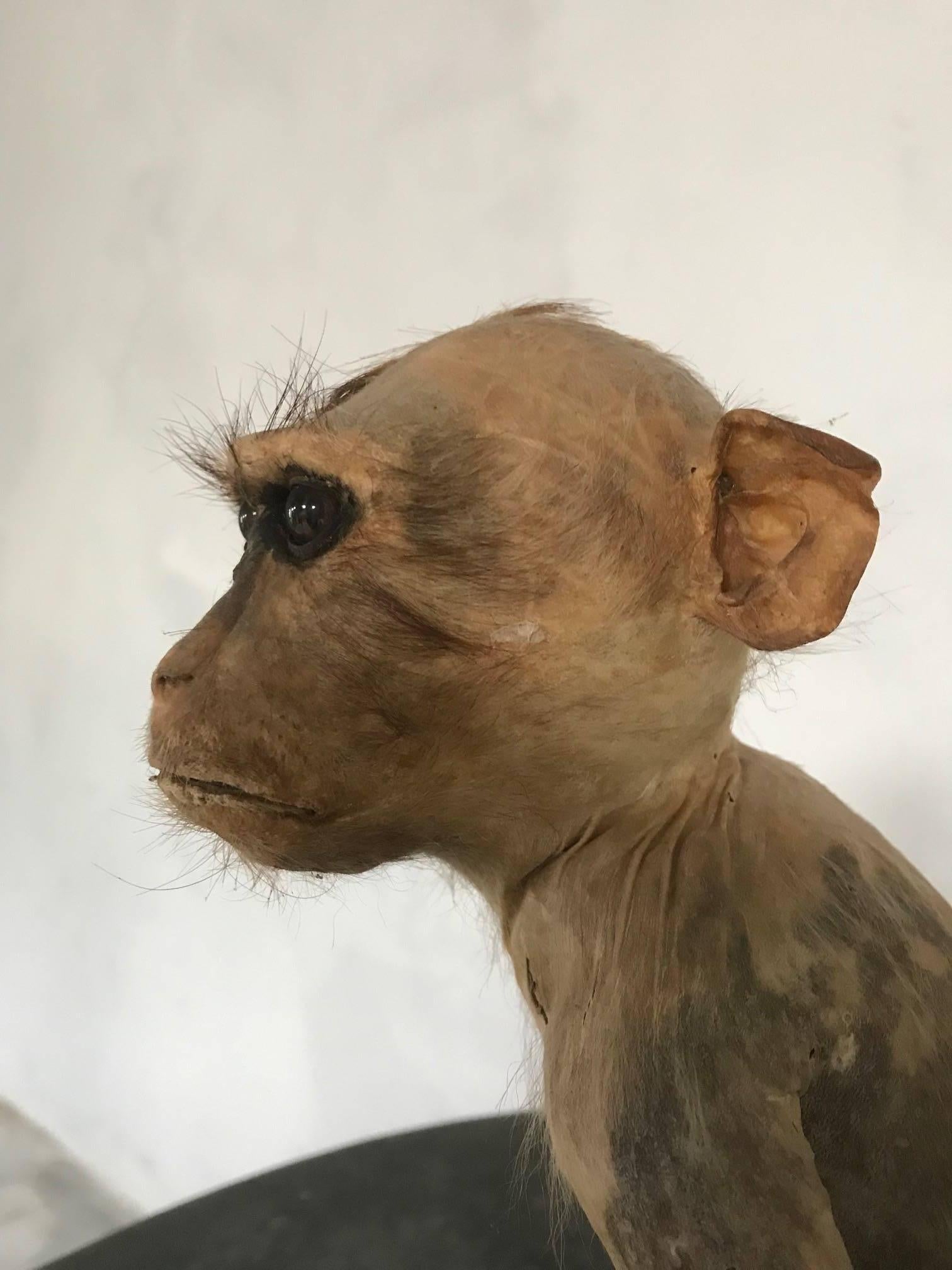 19th Century Victorian Stuffed Macaque Monkey Taxidermy Collectible Curiosity In Distressed Condition In Culverthorpe, Lincs