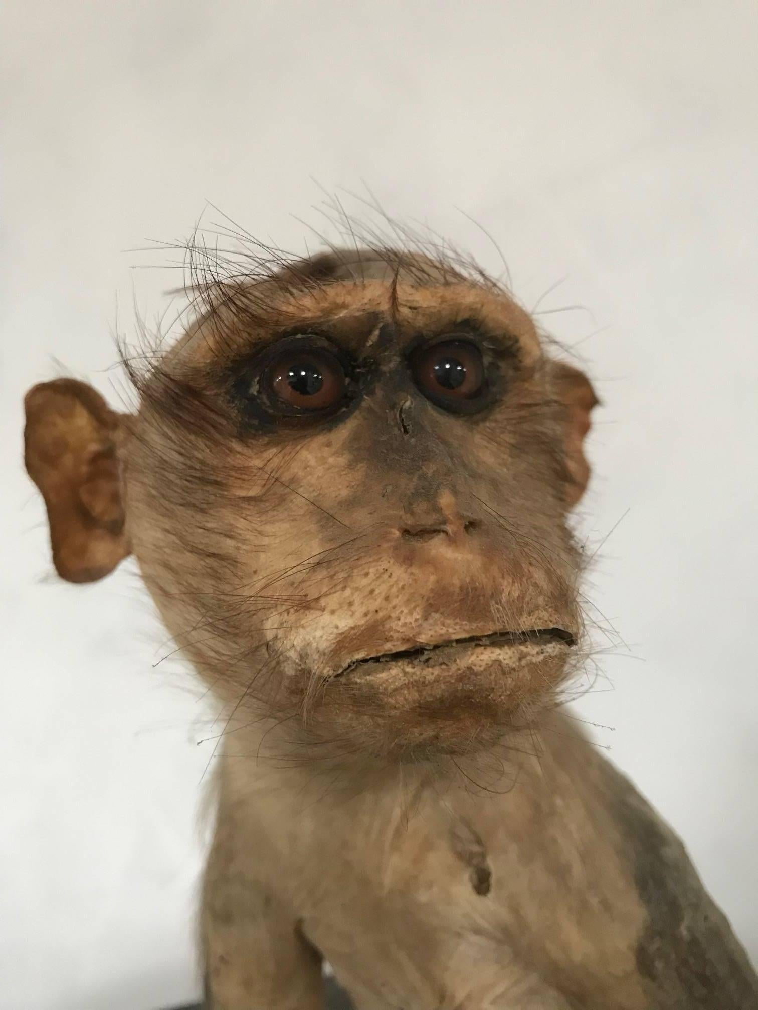 19th Century Victorian Stuffed Macaque Monkey Taxidermy Collectible Curiosity 1
