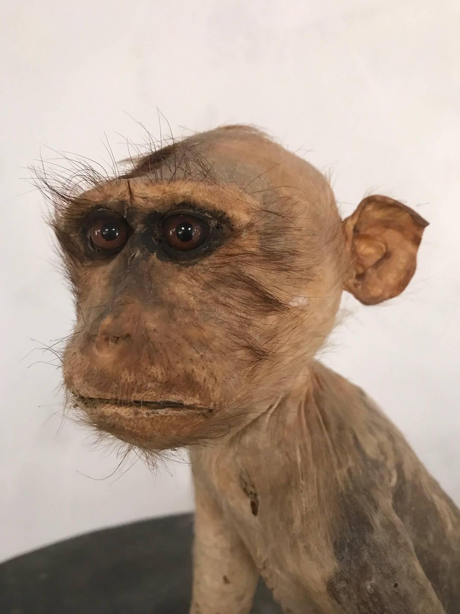 Fantastic example of Victorian taxidermy of a macaque monkey sitting on a branch. We think this monkey is made more characterful and endearing by his lack of hair, stitching down the front and beautiful brown eyes. He has a few woodworm holes which