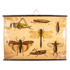 19th Century Antique Educational Chart, Insects