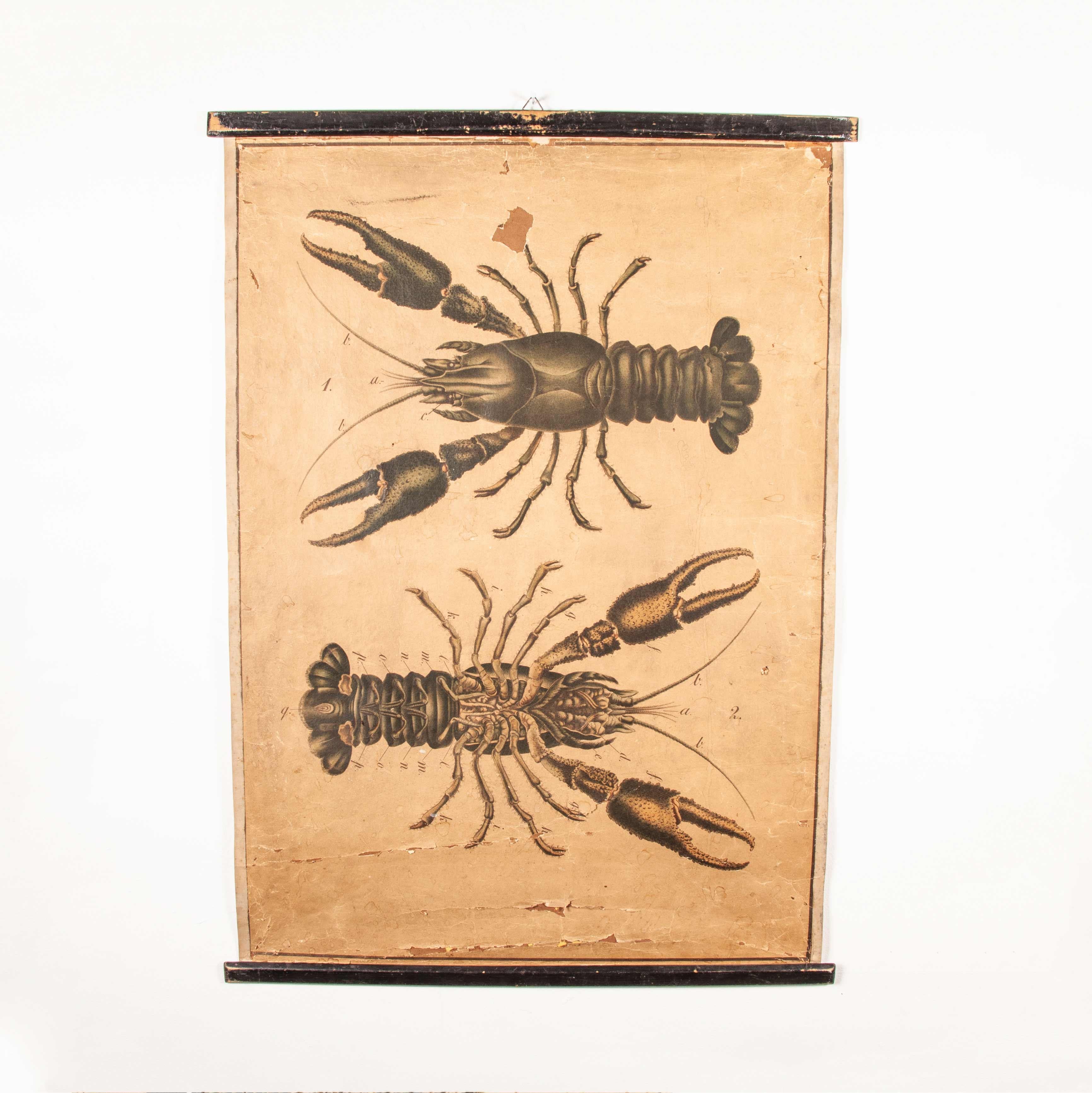 19th Century Vintage Educational Chart Of Lobsters, Linen Backed 6