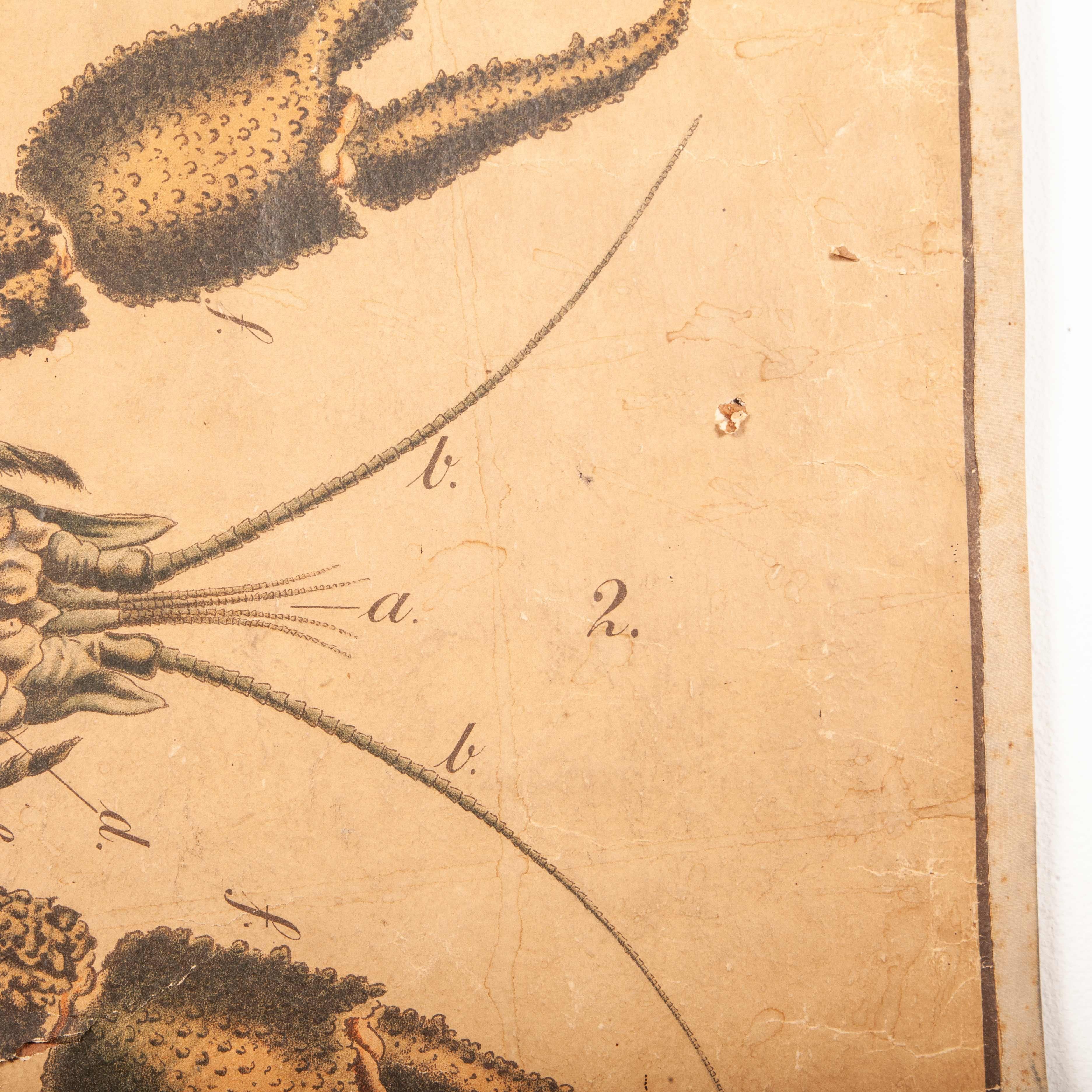19th Century Vintage Educational Chart Of Lobsters, Linen Backed 2