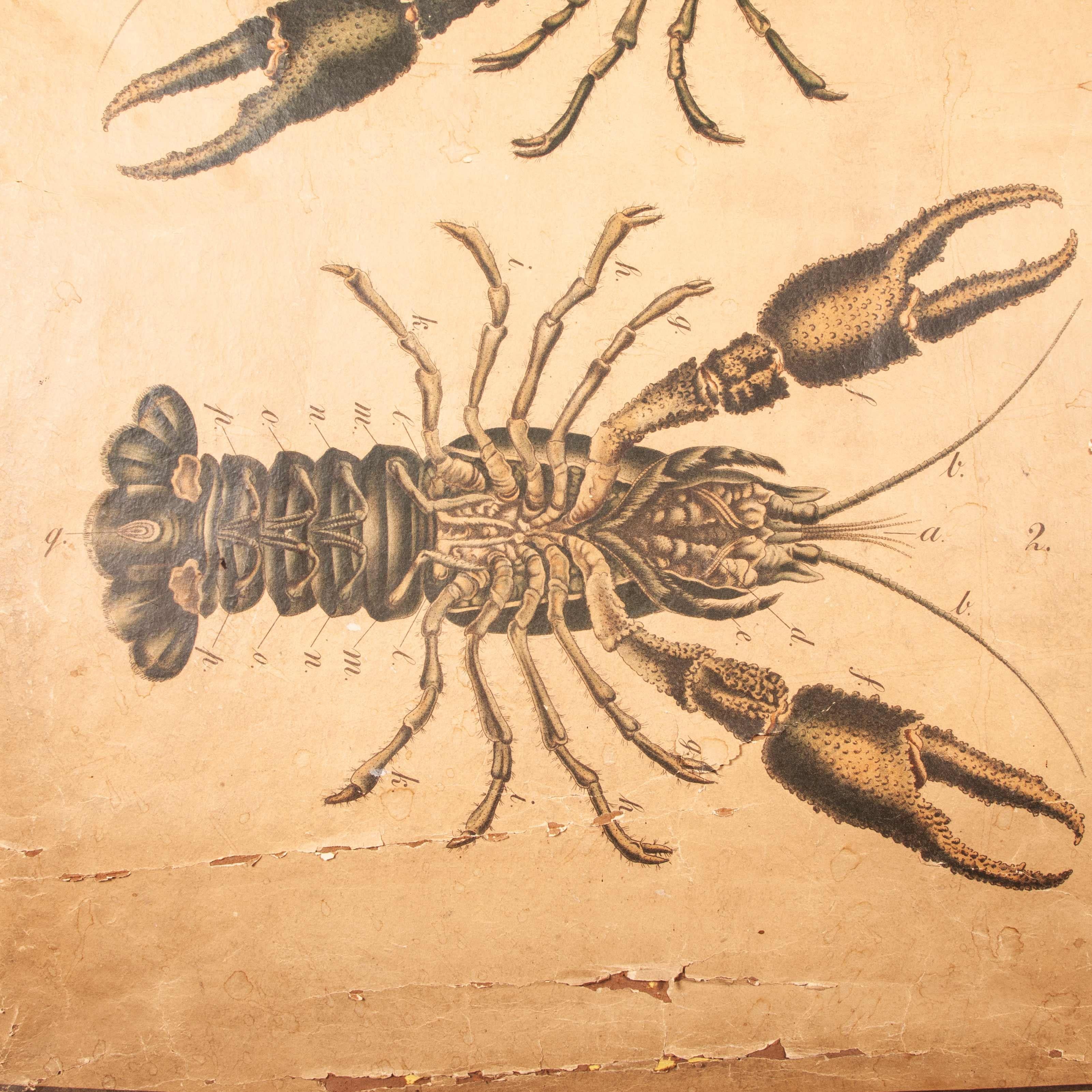 19th Century Vintage Educational Chart Of Lobsters, Linen Backed 4