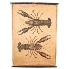 19th Century Vintage Educational Chart Of Lobsters, Linen Backed