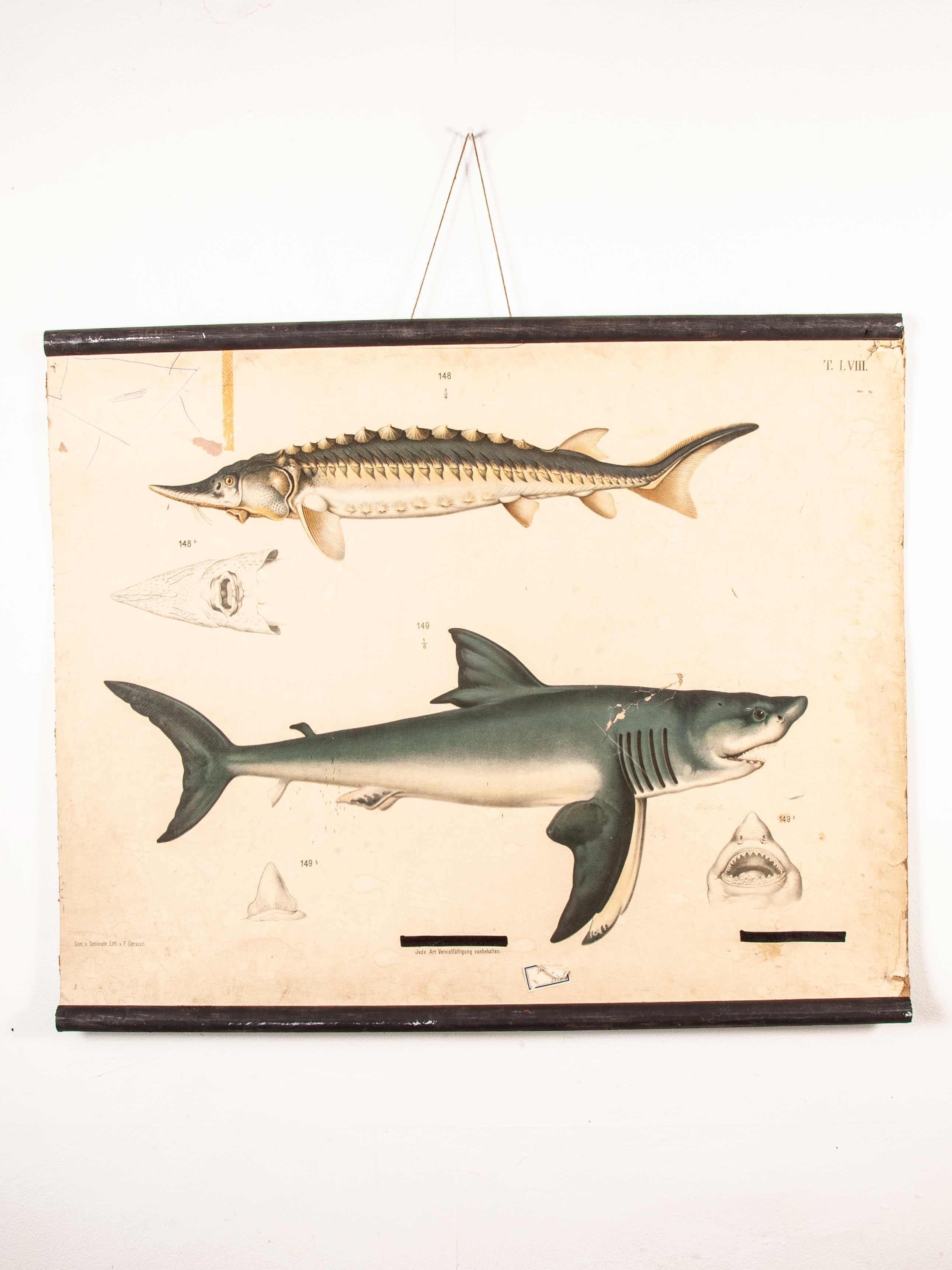 19th Century Vintage German Educational Chart, Sharks 1