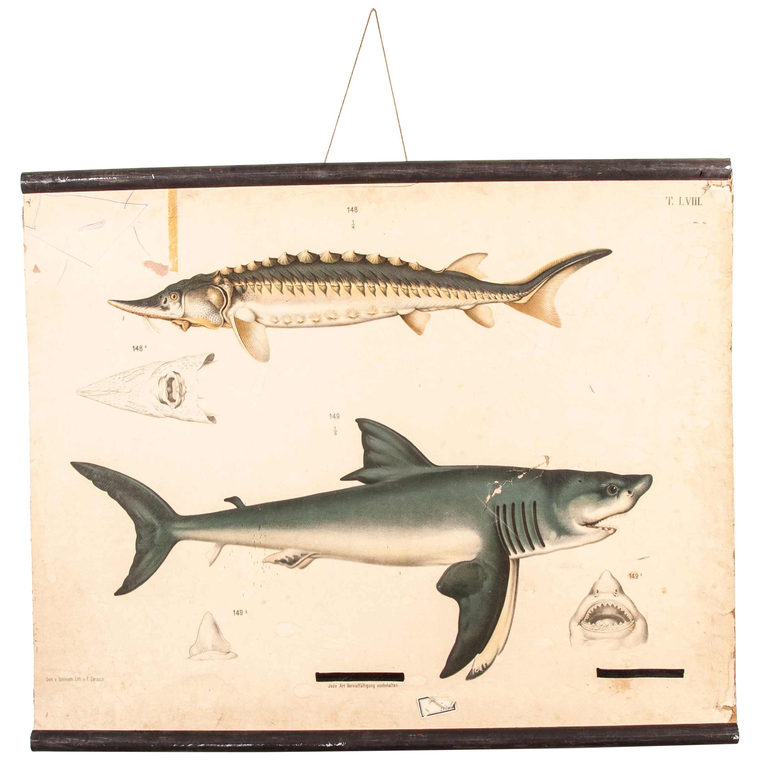 19th Century Vintage German Educational Chart, Sharks