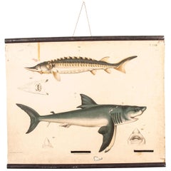 19th Century Antique German Educational Chart, Sharks