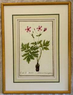 19th Century Watercolor Botanical Illustration for a Hortus Botanicus