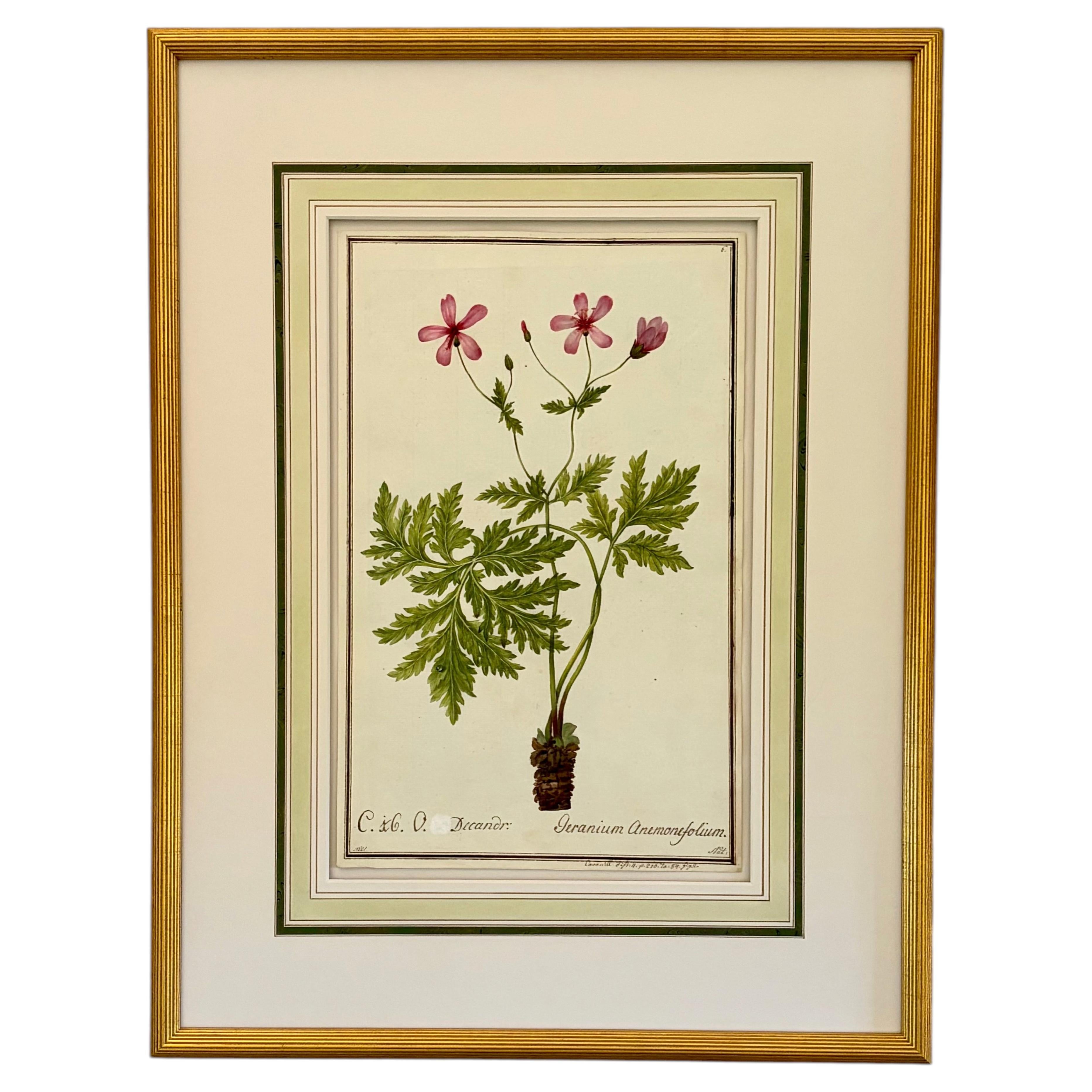19th Century Watercolor Botanical Illustration for a Hortus Botanicus
