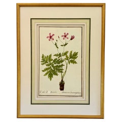 19th Century Watercolor Botanical Illustration for a Hortus Botanicus
