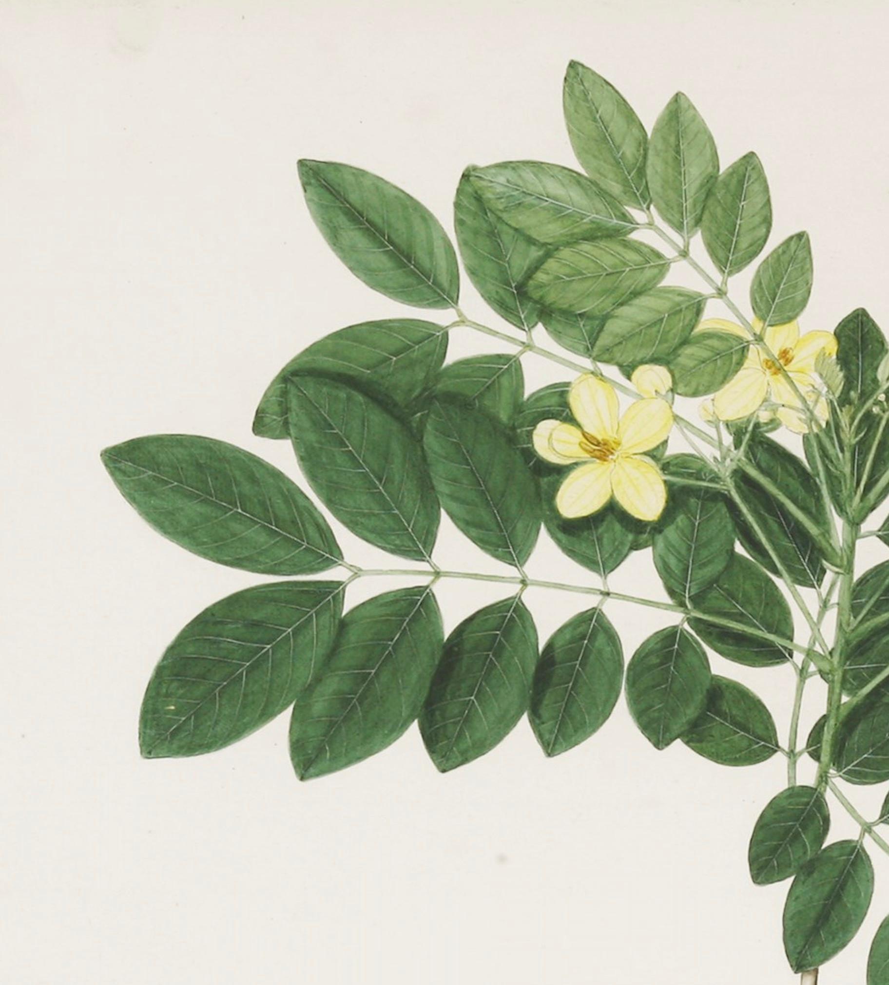 Anglo-Indian 19th Century Watercolour of an Indian Shrub with Yellow Blossom by Janet Dick For Sale