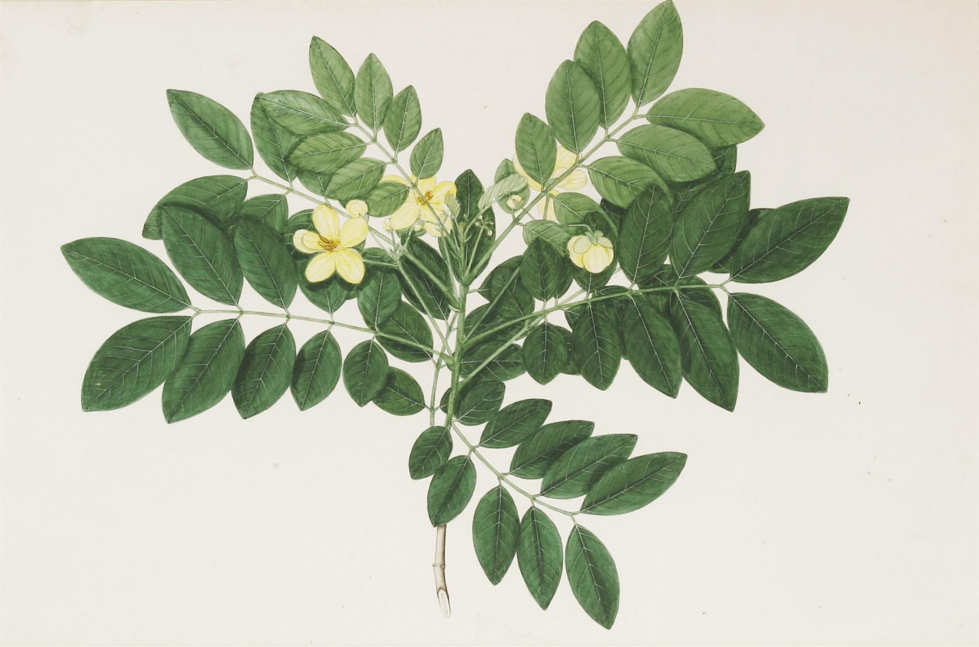 Aquarell eines indischen Shrubs mit gelber Blüte aus dem 19. Jahrhundert von Janet Dick (Indisch) im Angebot