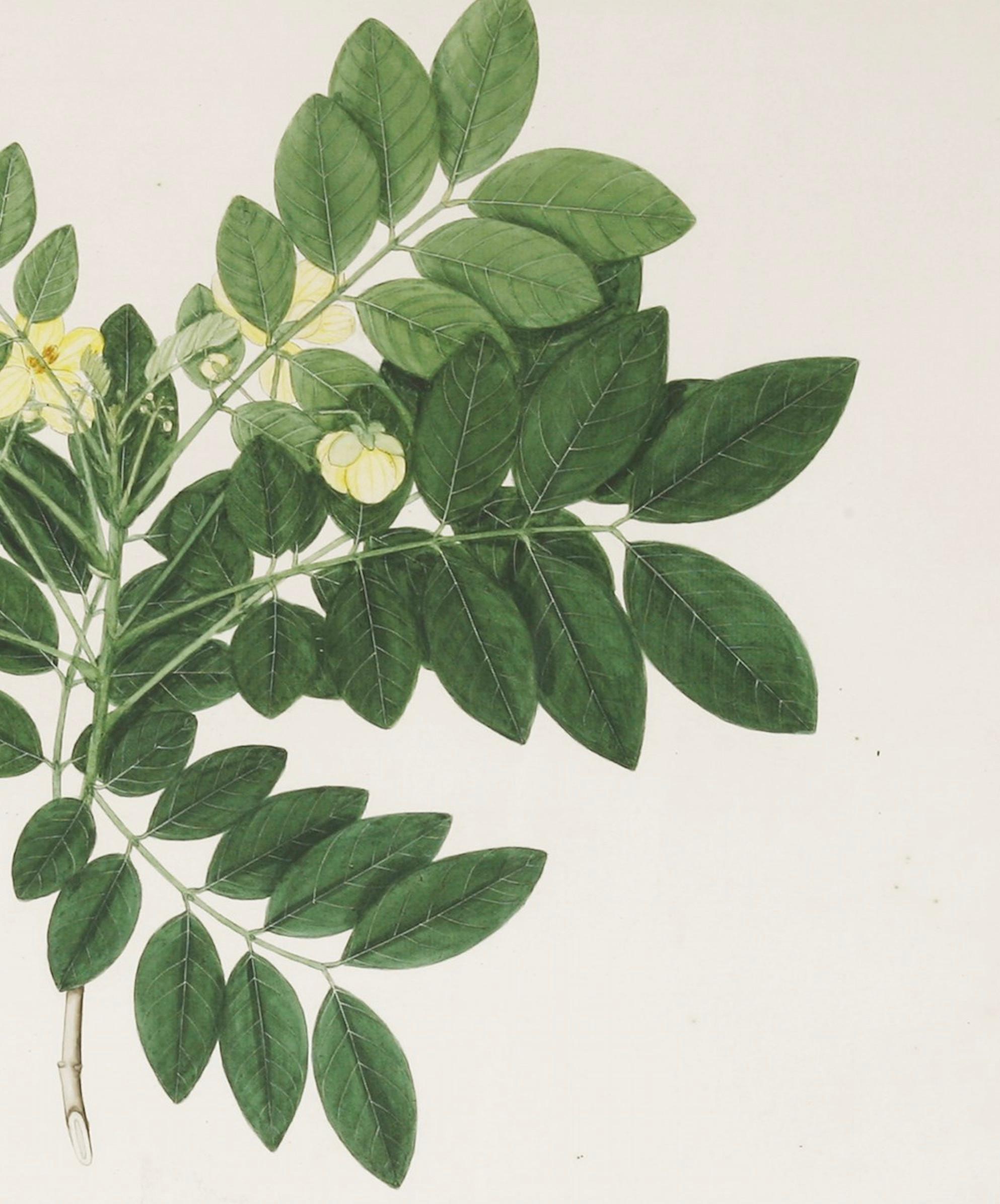 Paper 19th Century Watercolour of an Indian Shrub with Yellow Blossom by Janet Dick For Sale