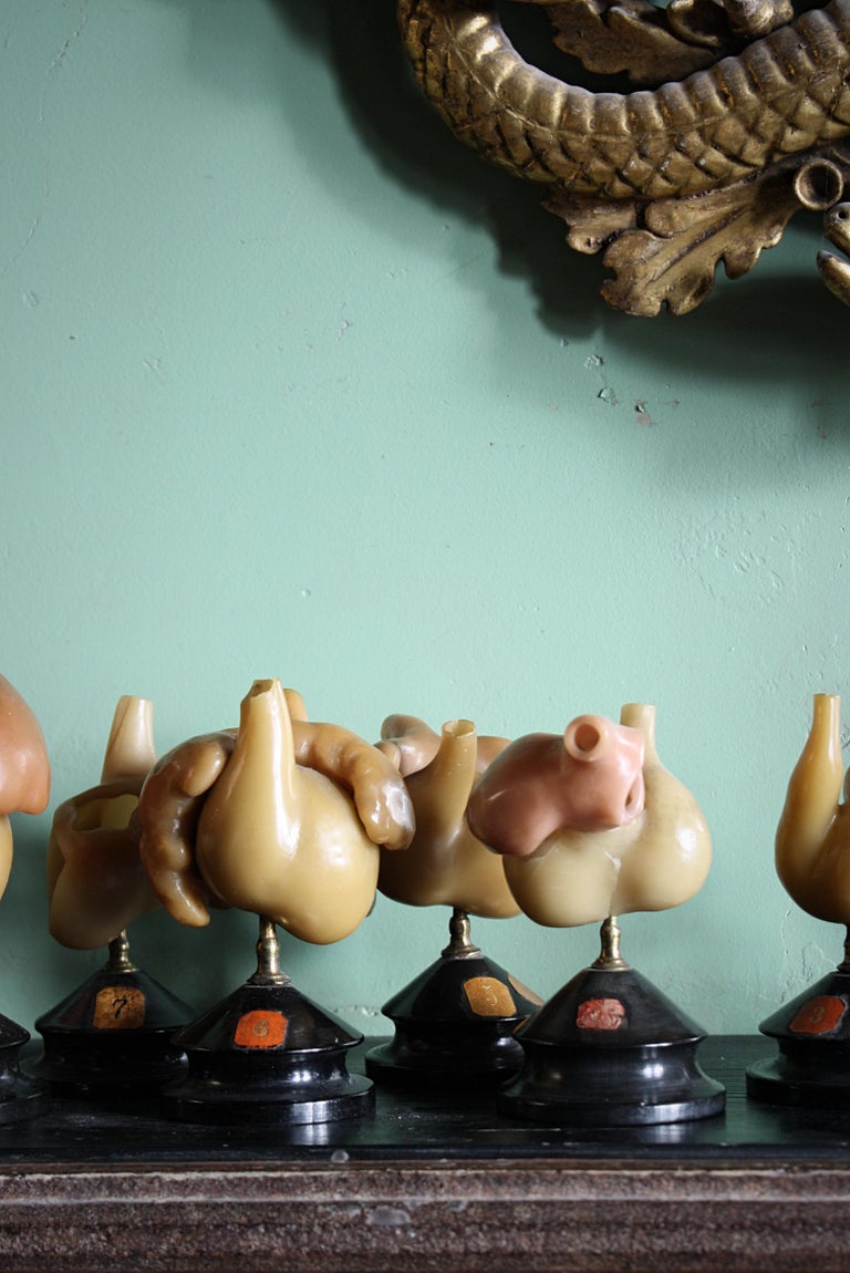 19th C Wax Anatomical Models Human Heart Growth Scientific Medical F