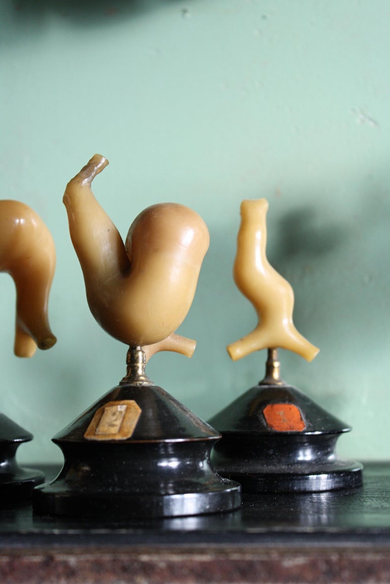 19th C Wax Anatomical Models Human Heart Growth Scientific Medical F