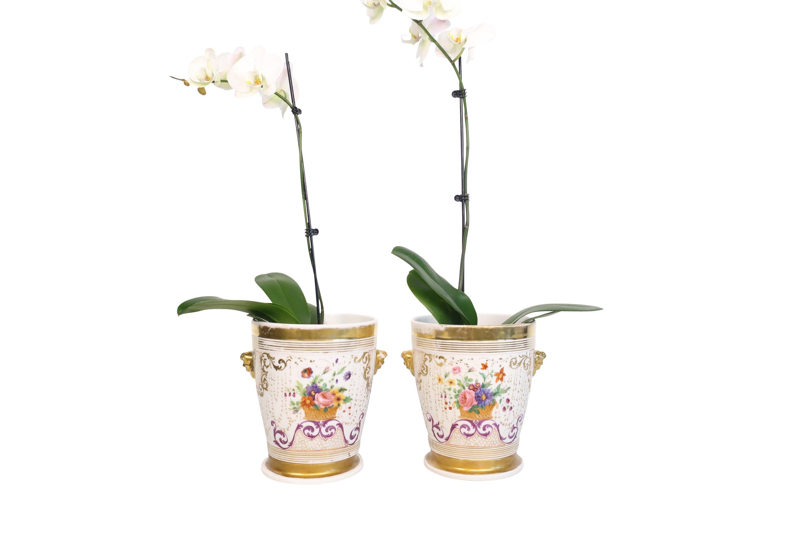 A lovely pair of antique 19th century Porcelain de Paris Wine coolers that also can be used as jardinieres. They are perfect for orchids. The wine coolers are seated on small porcelain stands and have lion mask decoration in gilt on both sides for