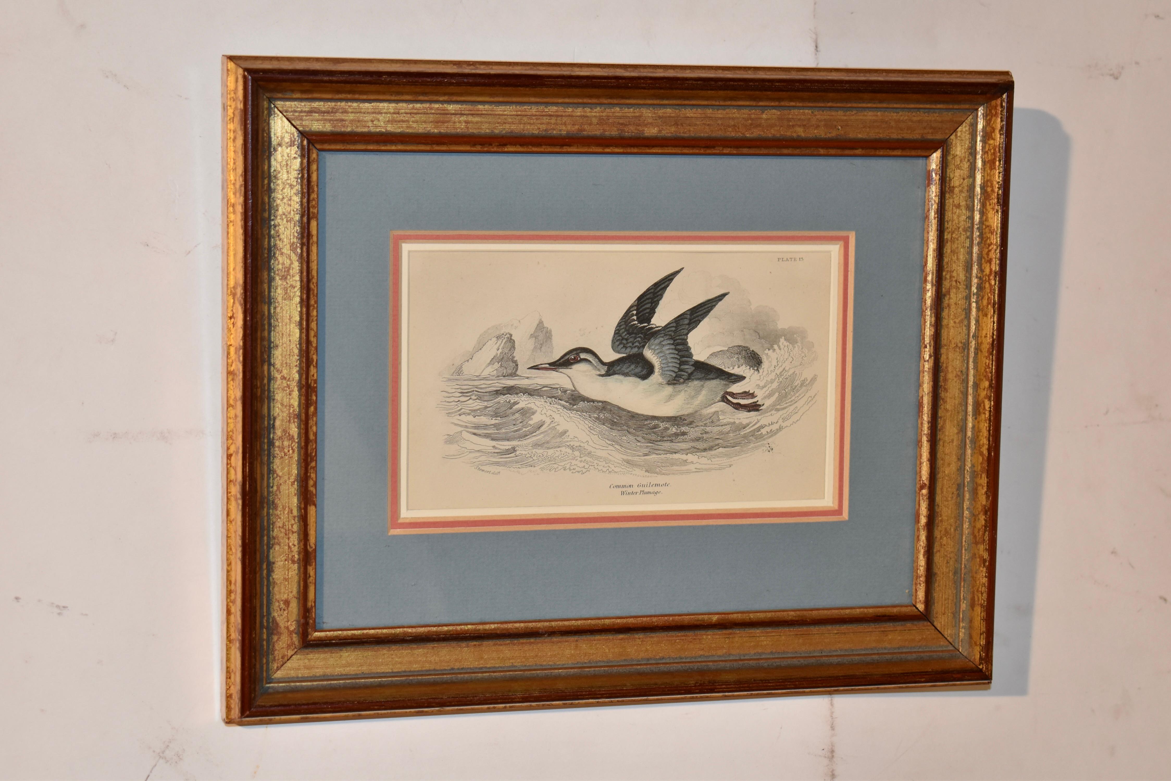 19e siècle W.H. Gravure sur cuivre de Lizars, coloriée à la main.  le sujet de la gravure est un Guilemote commun en plumage d'hiver.  La gravure a été expertisée et encadrée dans un large cadre doré qui met en valeur cette belle œuvre d'art.  