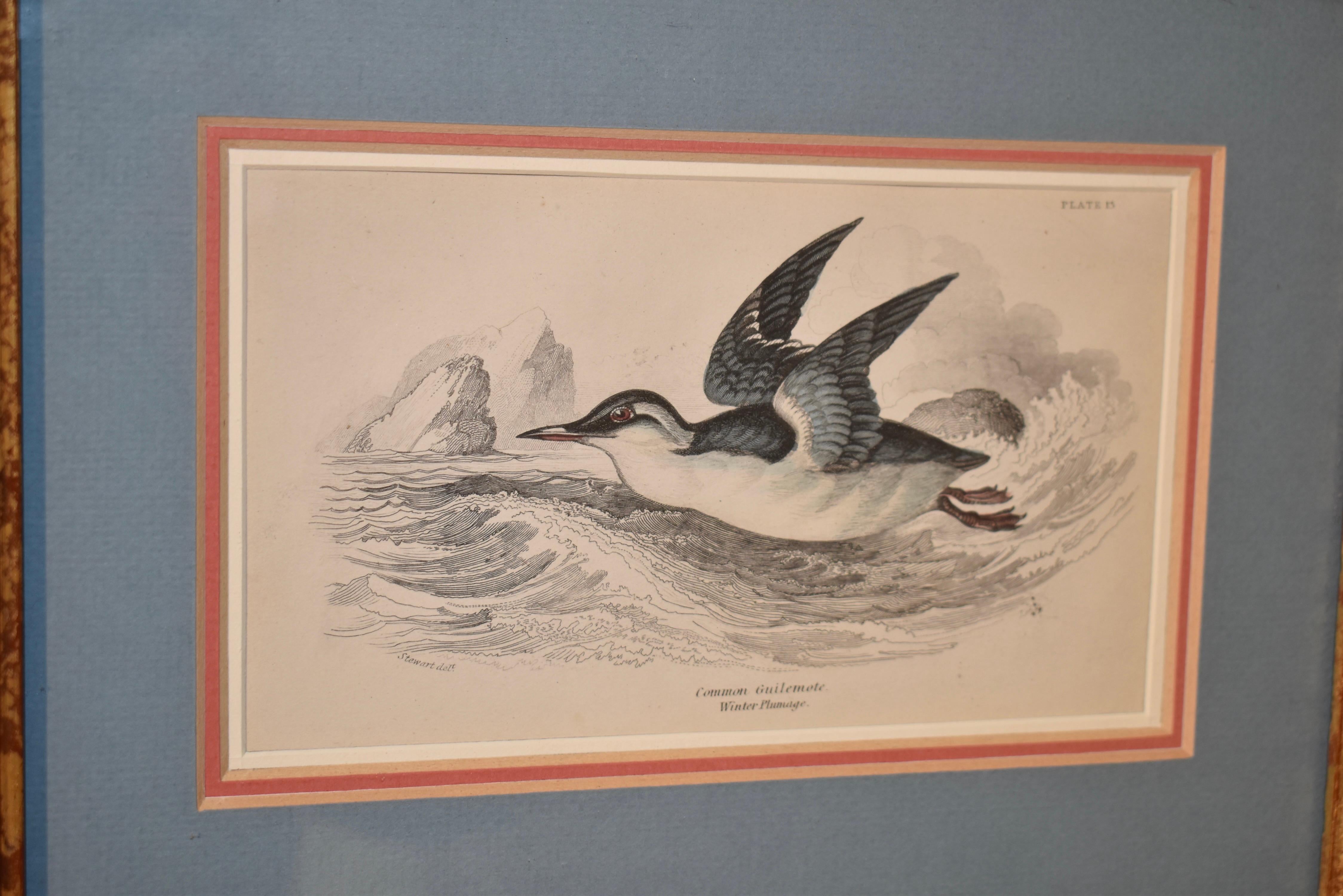 Anglais Gravure encadrée W.H.Lizars du 19ème siècle en vente