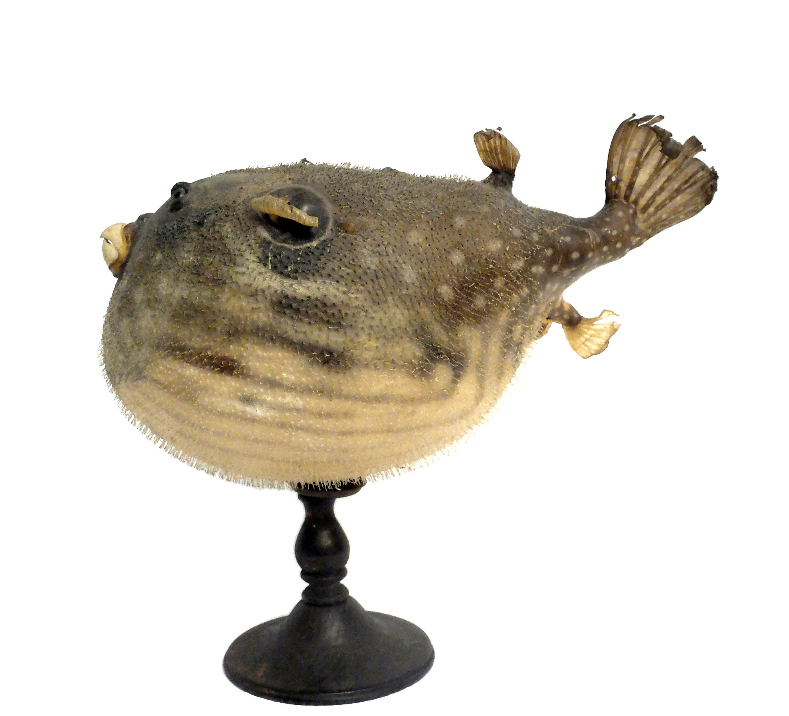 A 19th century Wunderkammer rare marine natural taxidermy specimen of the common Pufferfish (Diodon) with sulfur glass eyes. The specimen is stuffed and mounted over a lacquered wooden base, black in color.