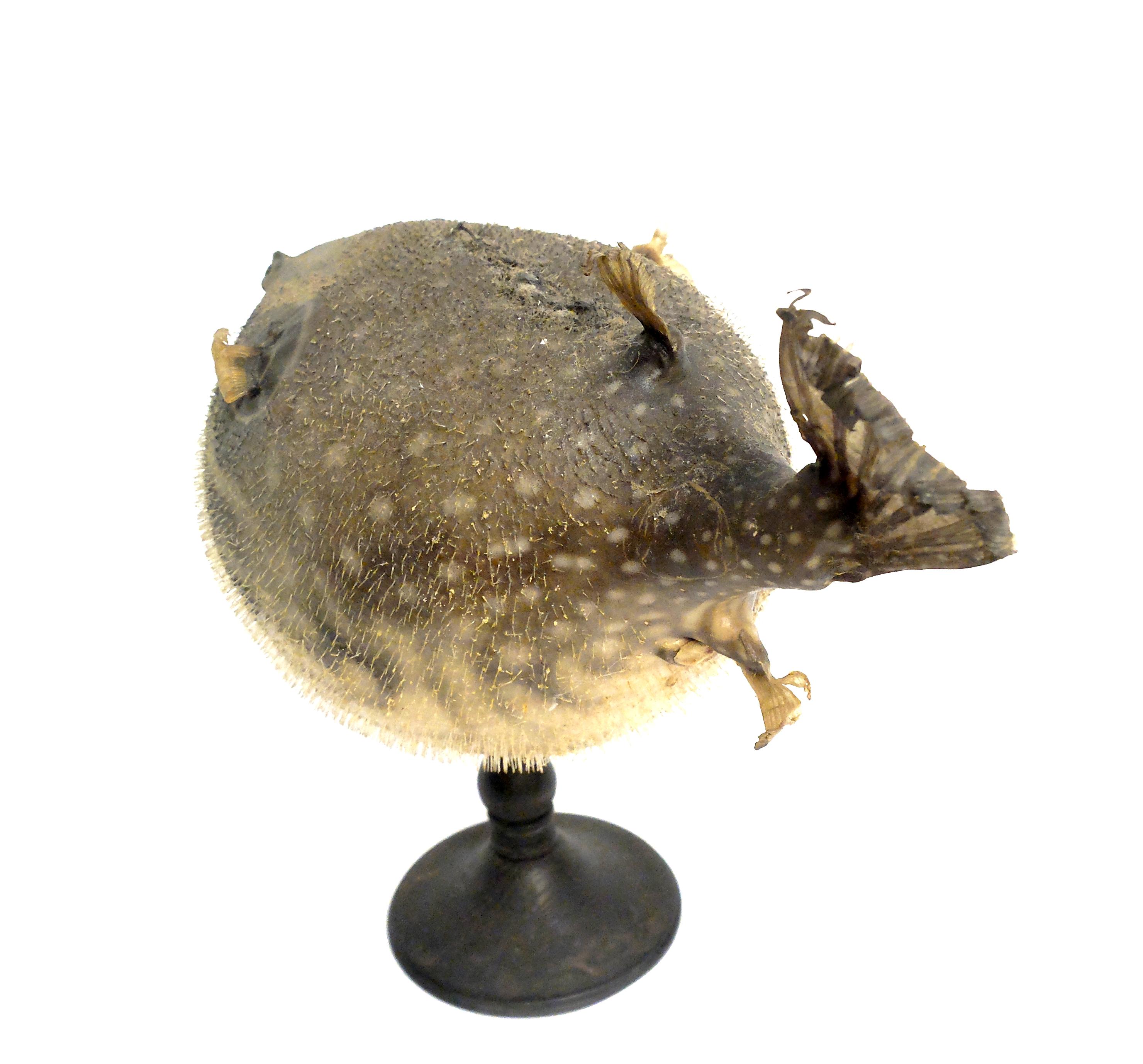 19th Century Wunderkammer Marine Natural Taxidermy Specimen In Excellent Condition In Milan, IT