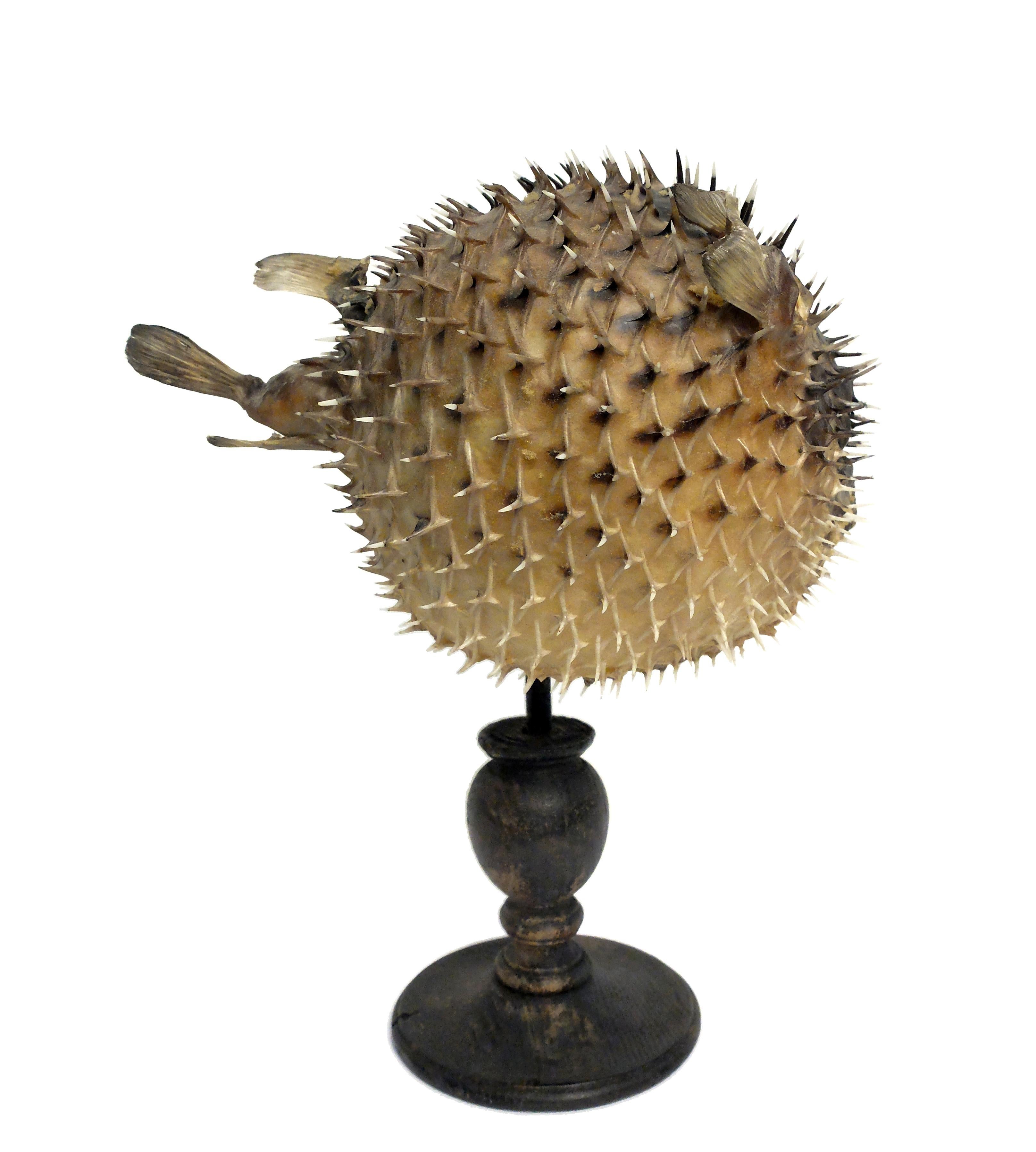 A 19th century Wunderkammer rare marine natural taxodermie specimen of a Porcupinefish (Tetradon Cutcutia). The specimen is stuffed, with glass eyes and mounted over a painted wooden base.