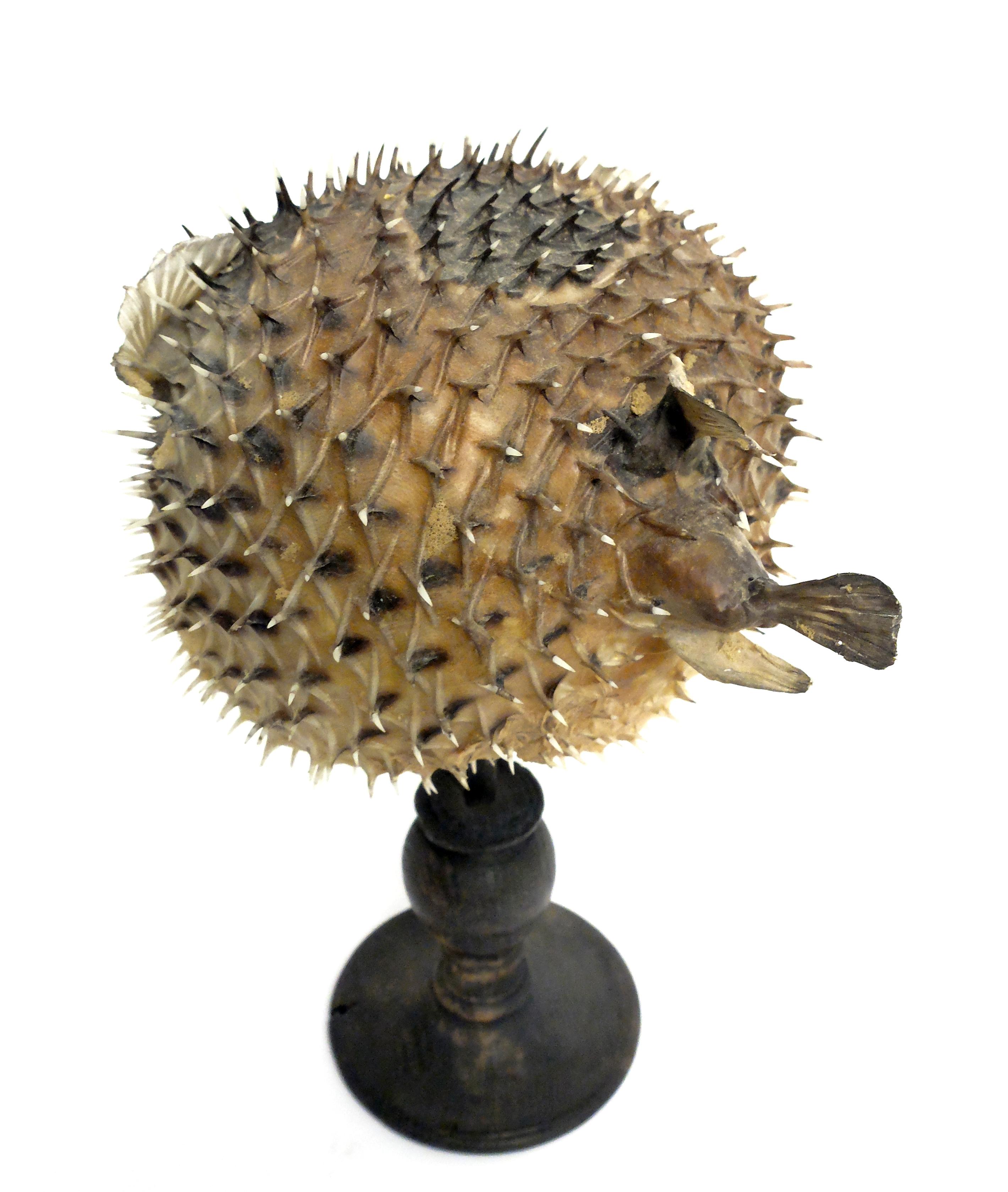 Italian 19th Century Wunderkammer Marine Natural Taxodermie Specimen of a Porcupine Fish