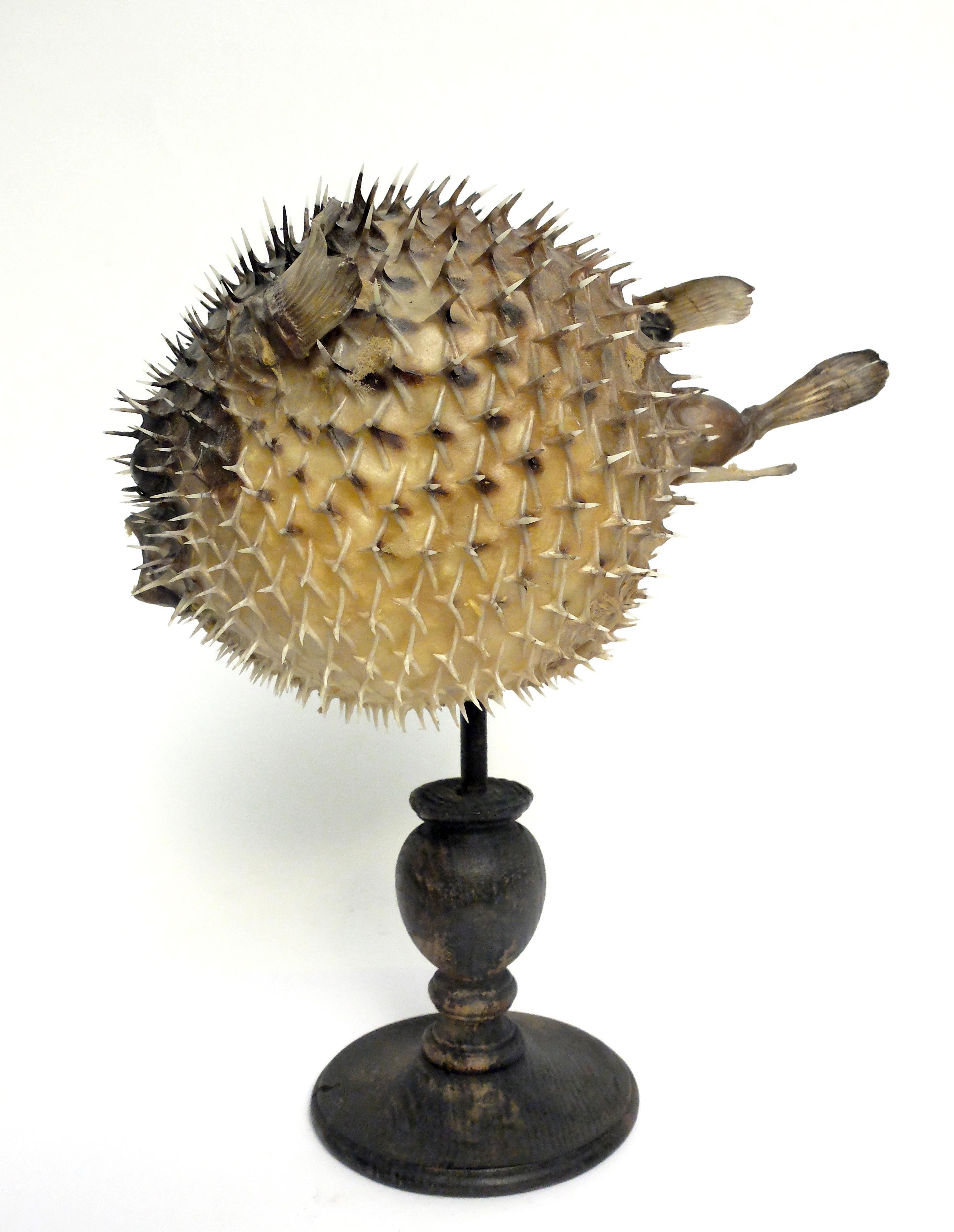 19th Century Wunderkammer Marine Natural Taxodermie Specimen of a Porcupine Fish In Distressed Condition In Milan, IT