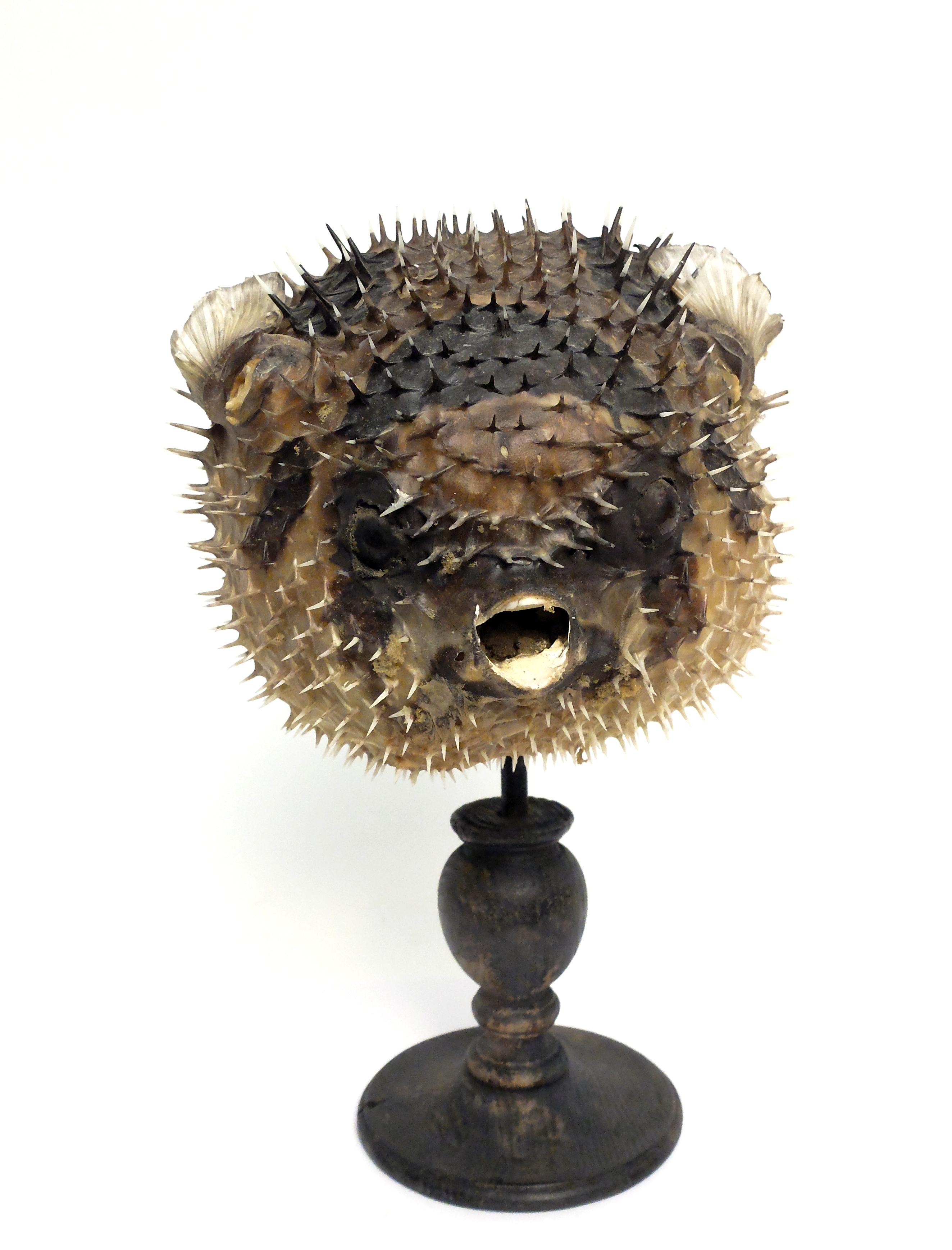 19th Century Wunderkammer Marine Natural Taxodermie Specimen of a Porcupine Fish 1